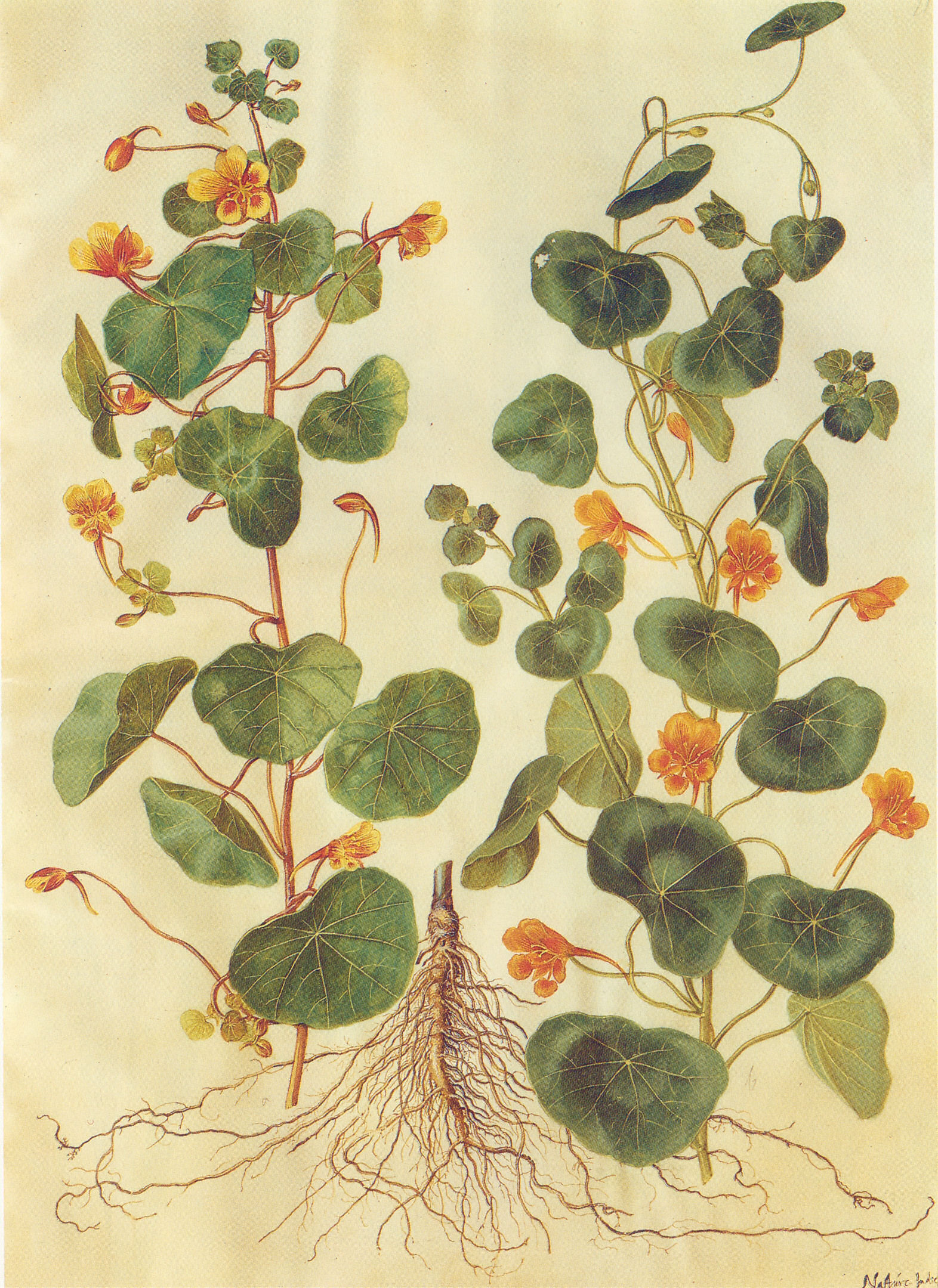 Gc1 tropaeolum majus