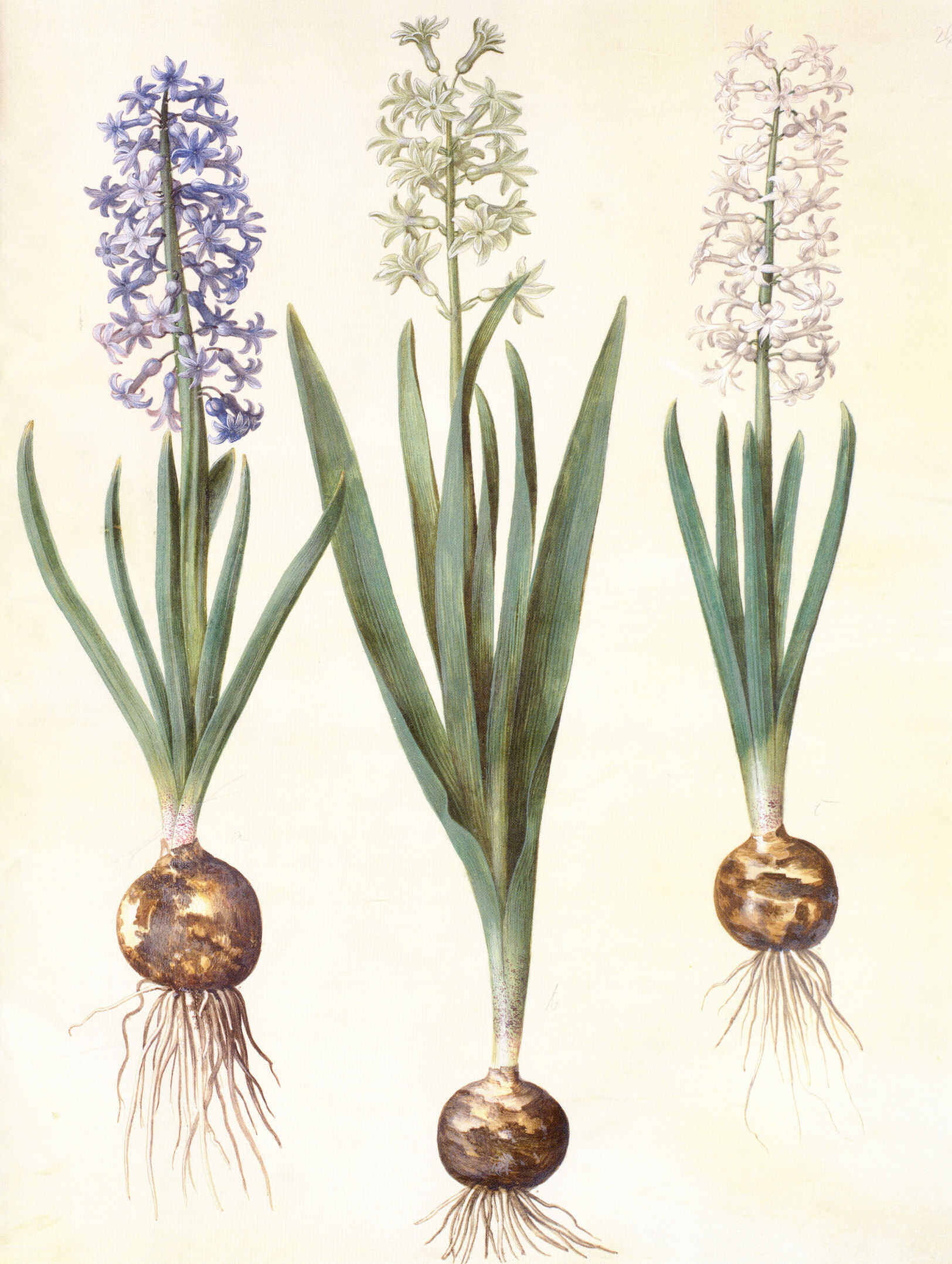 Gc20 hyacinthos orientalis