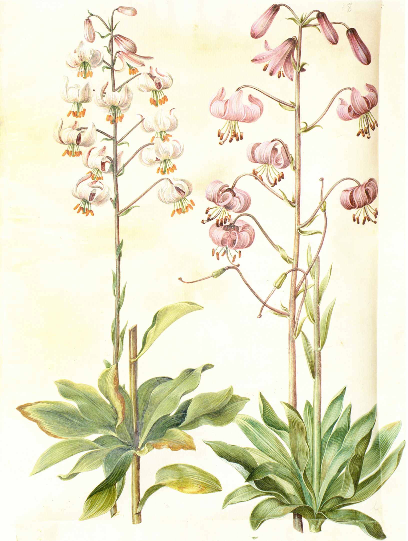 Gc21 lilium martagon