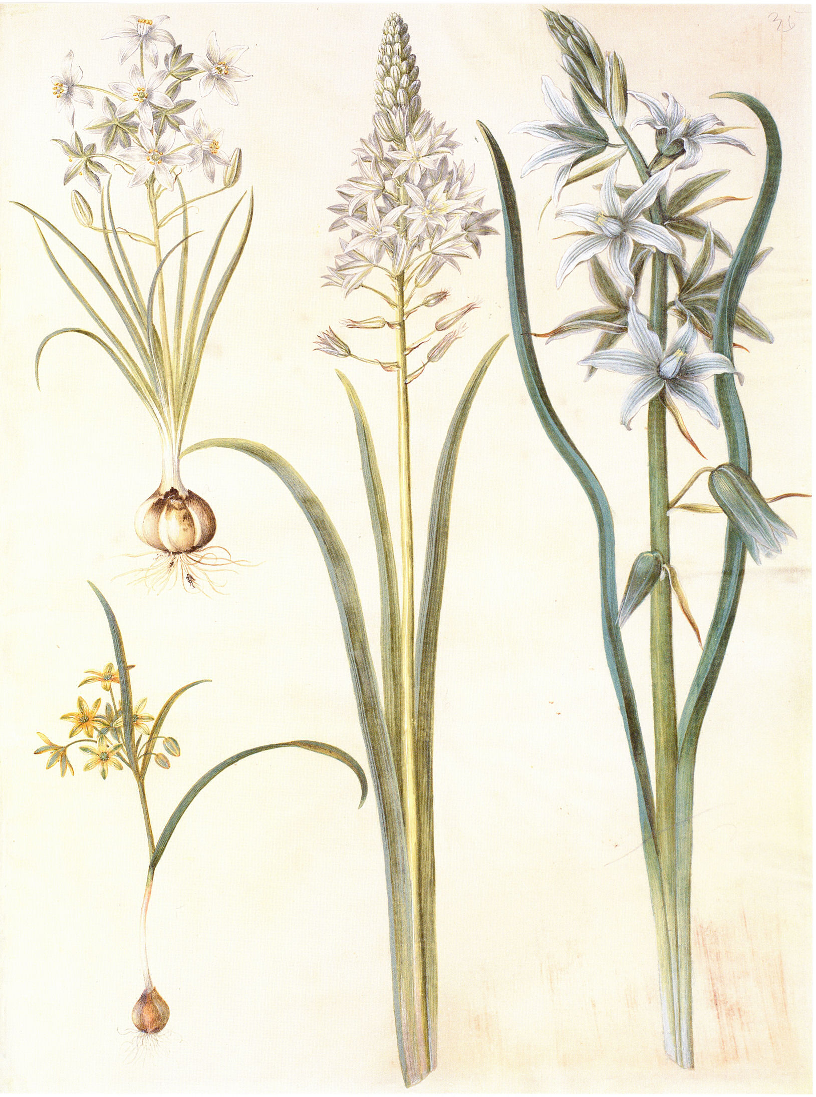 Gc22 ornithogalum umbellatum and nutans