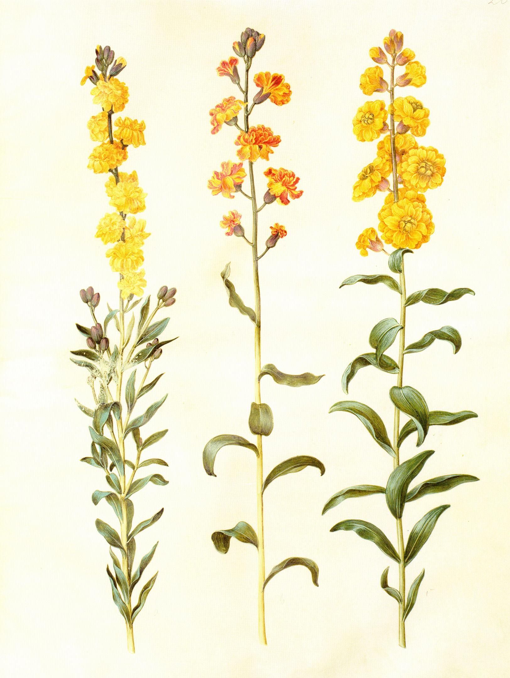 Gc28 cheiranthus cheirii
