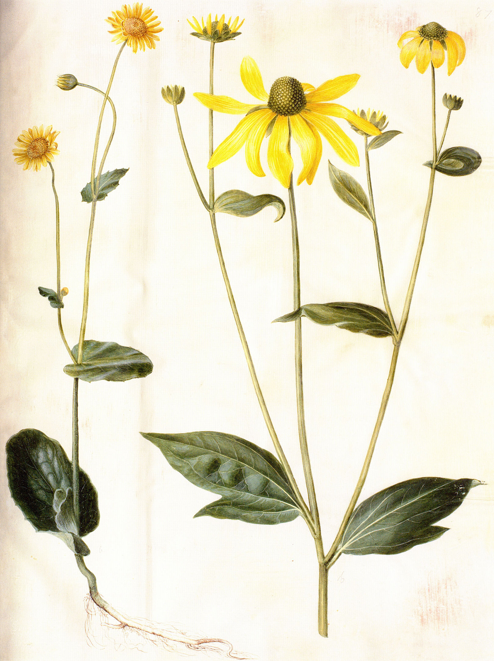 Gc28 doronicum pardalianches