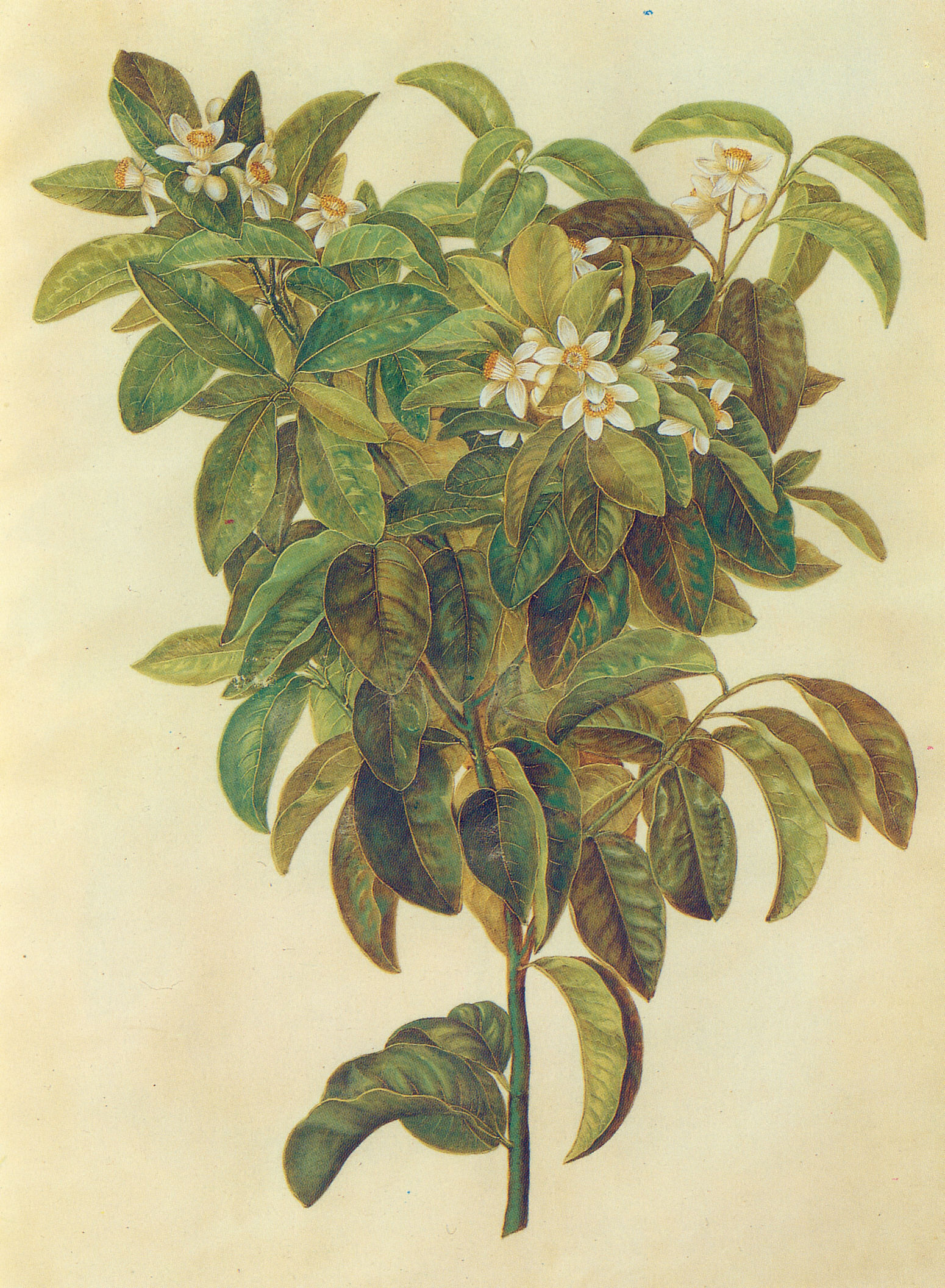 Gc8 citrus limonum