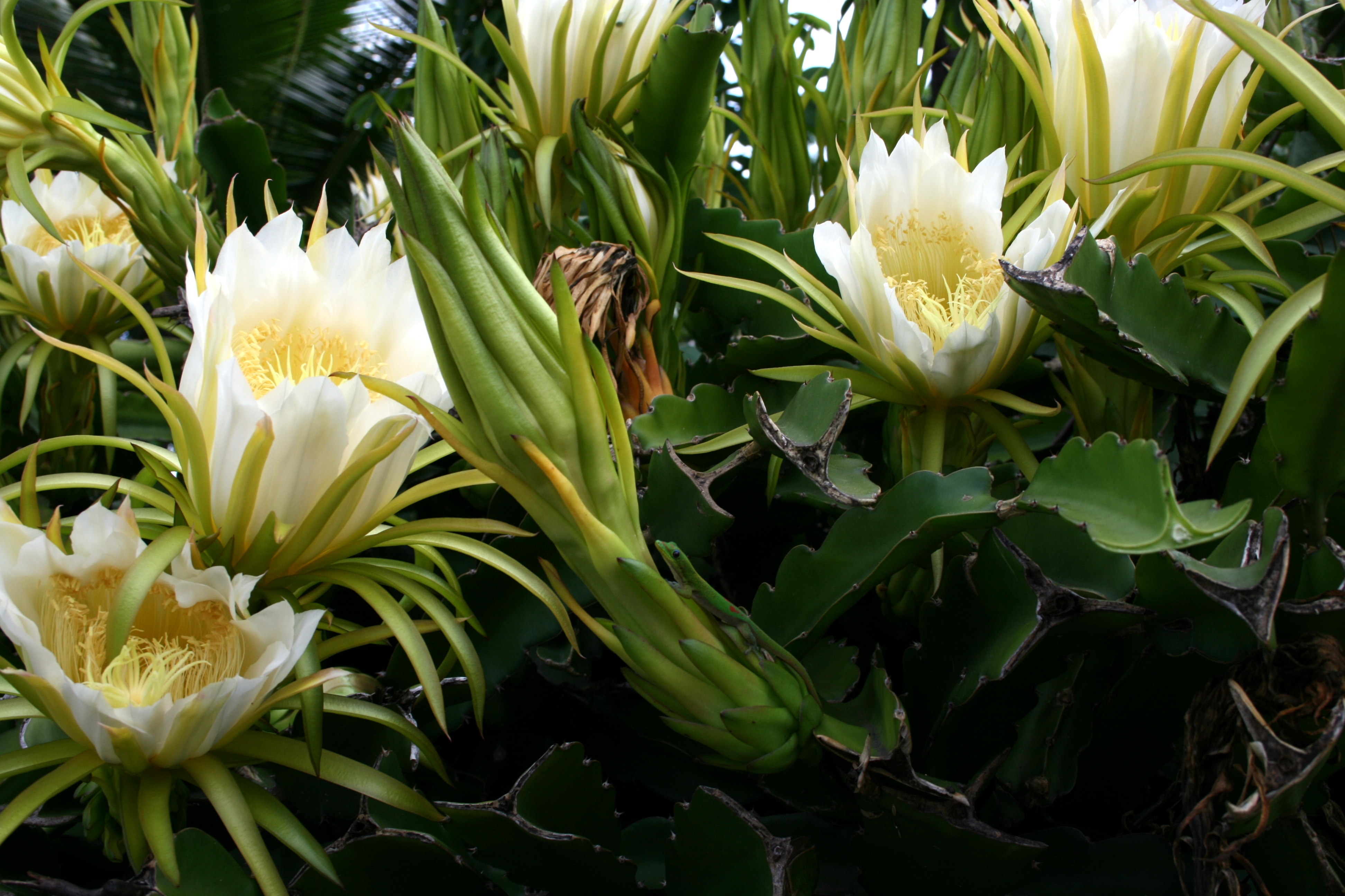 Gecko at Nightblooming cereus 