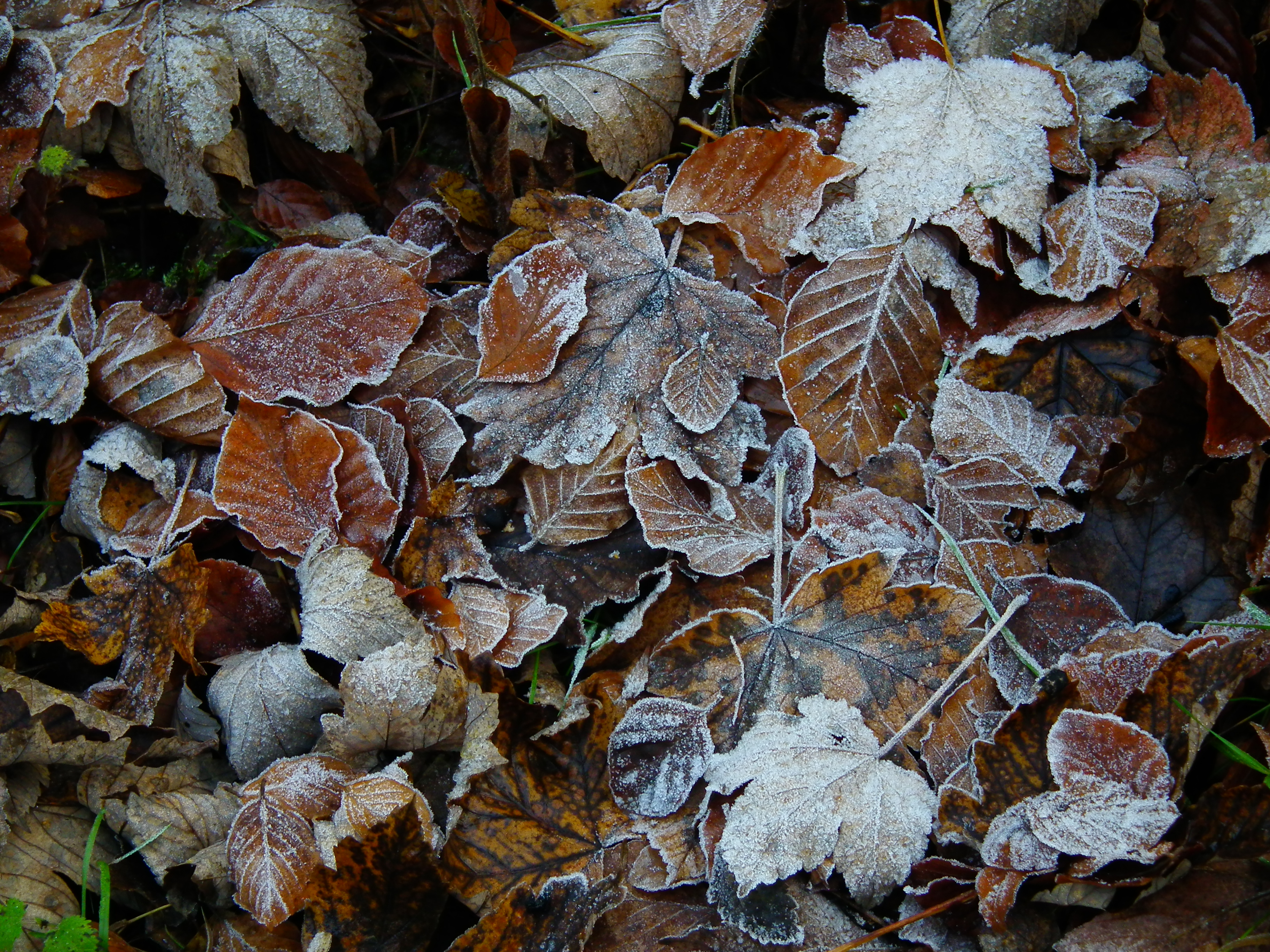 Gefrostetes Laub 2011