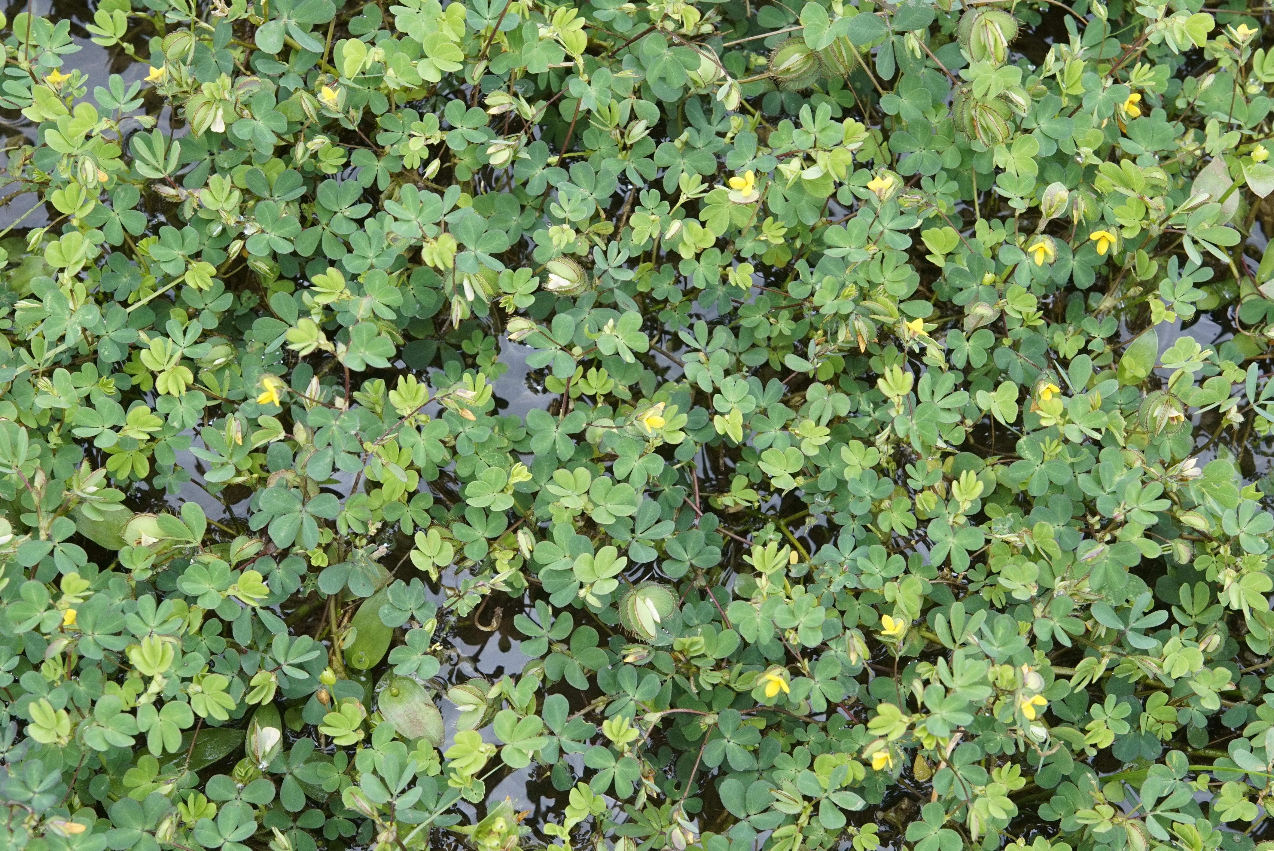 Geissaspis cristata 0104