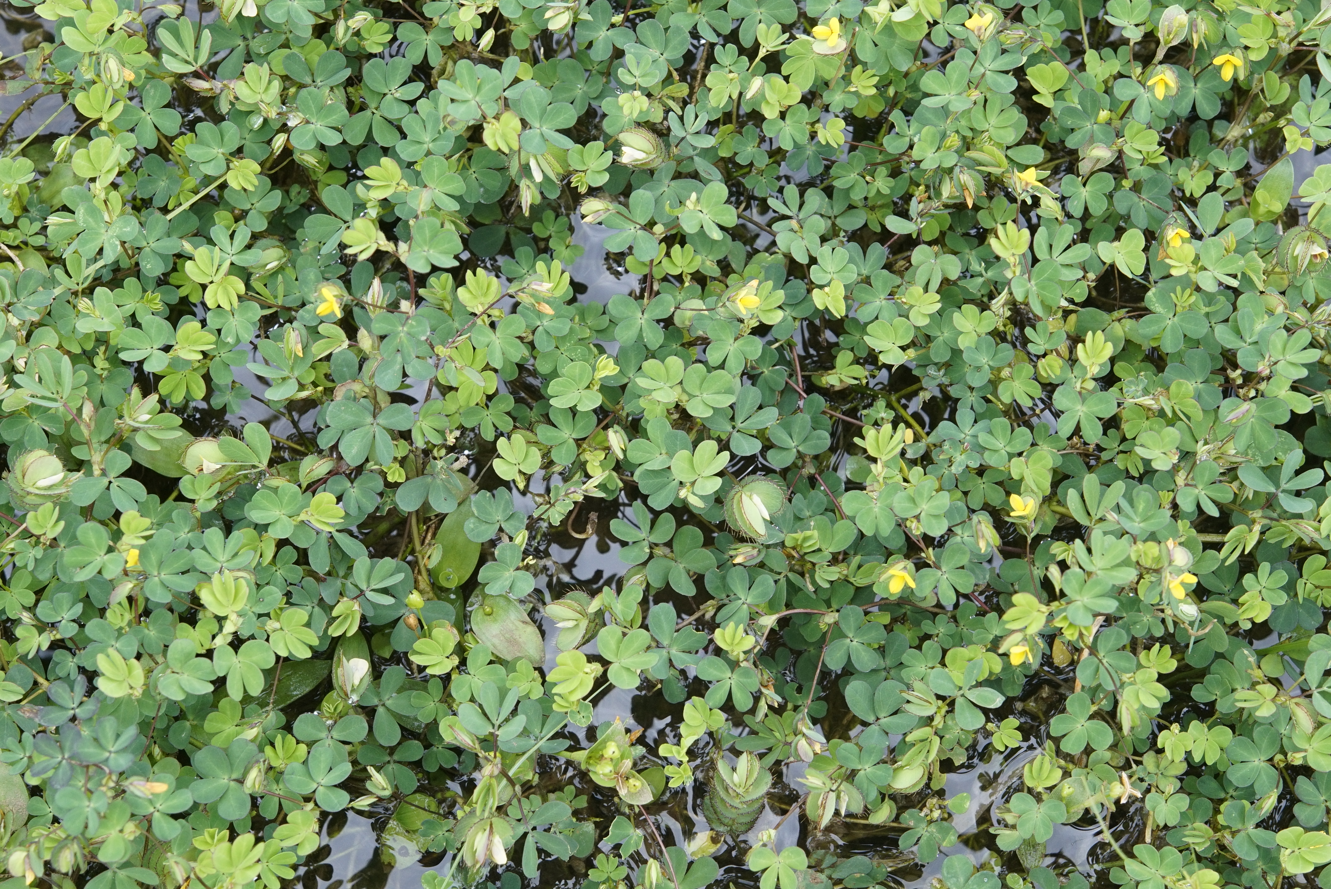 Geissaspis cristata 0111