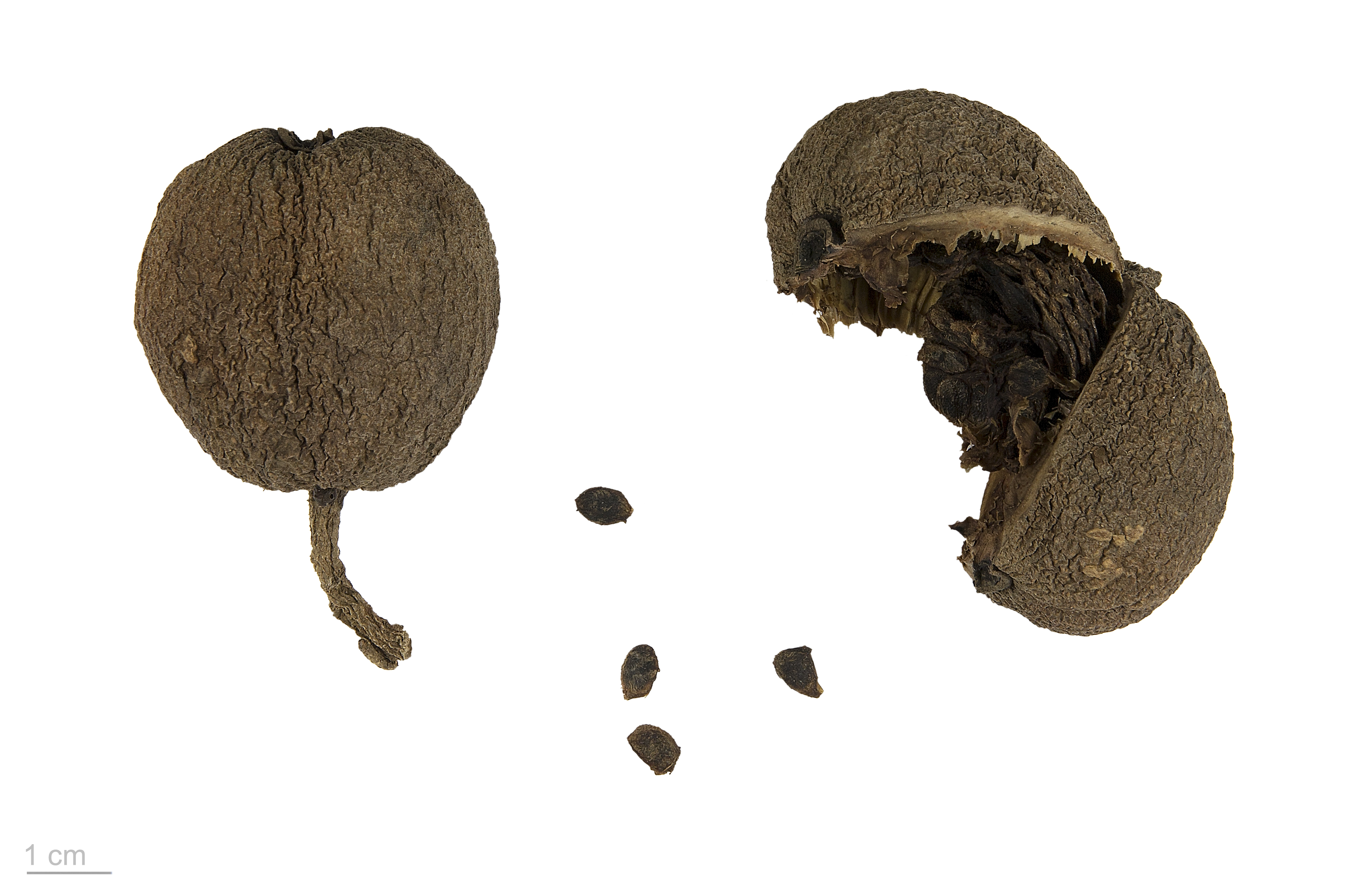Genipa spruceana MHNT.BOT.2018.6.9