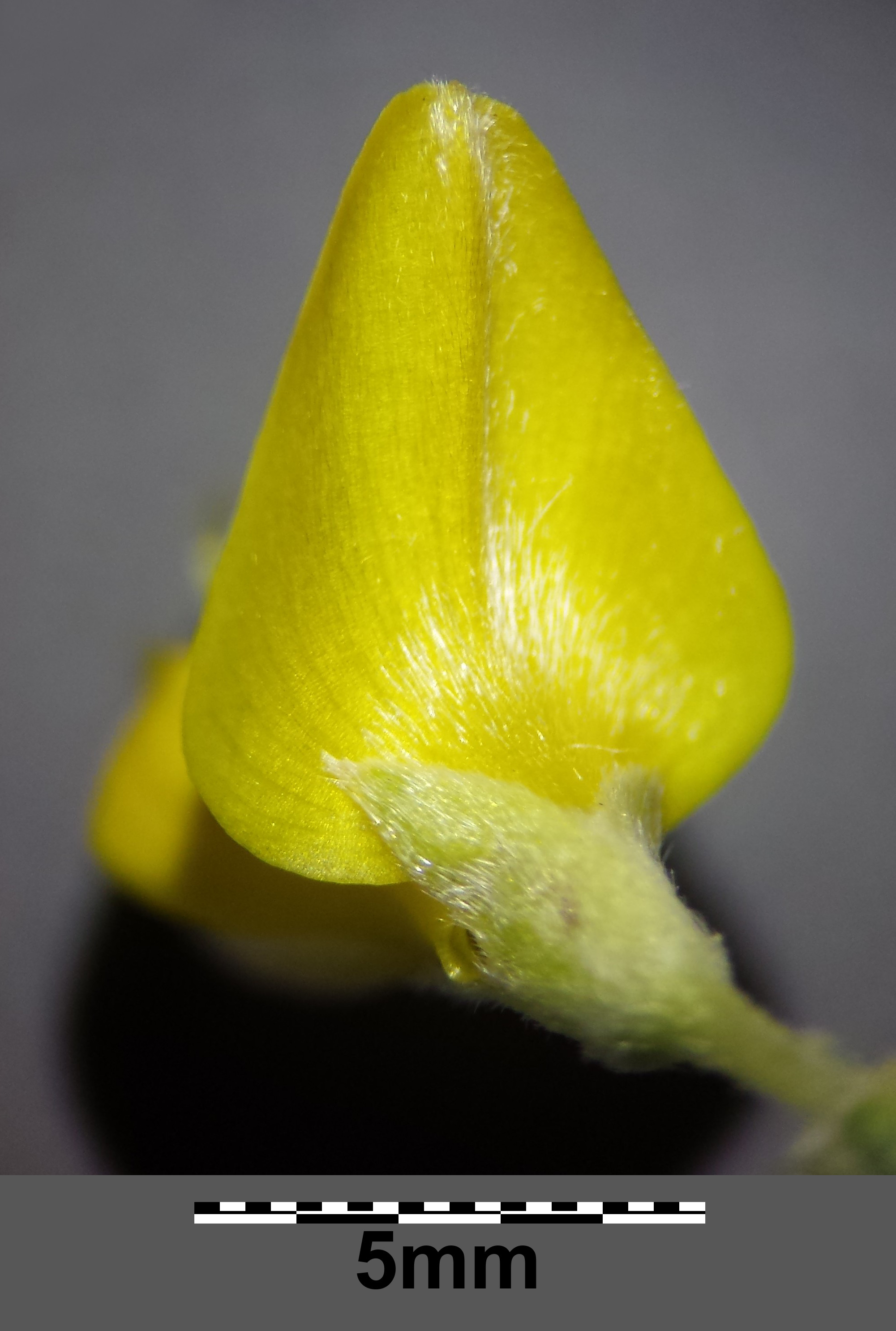 Genista pilosa sl6