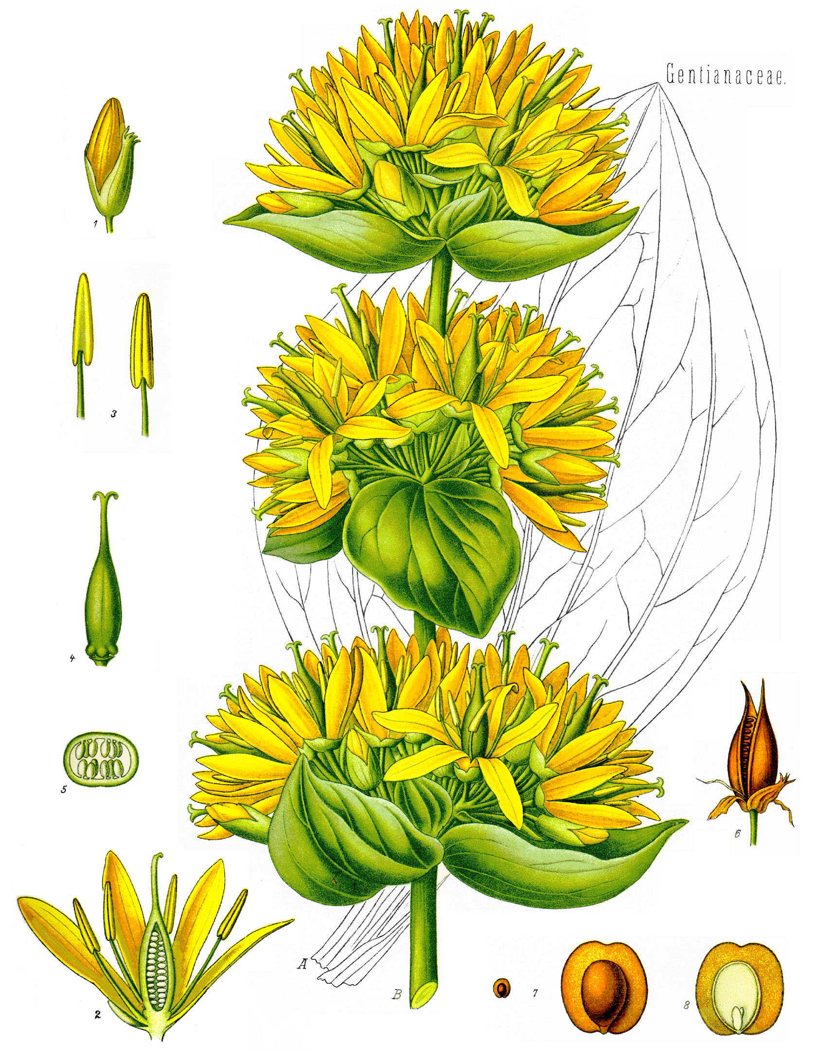Gentiana lutea - Köhler–s Medizinal-Pflanzen-066