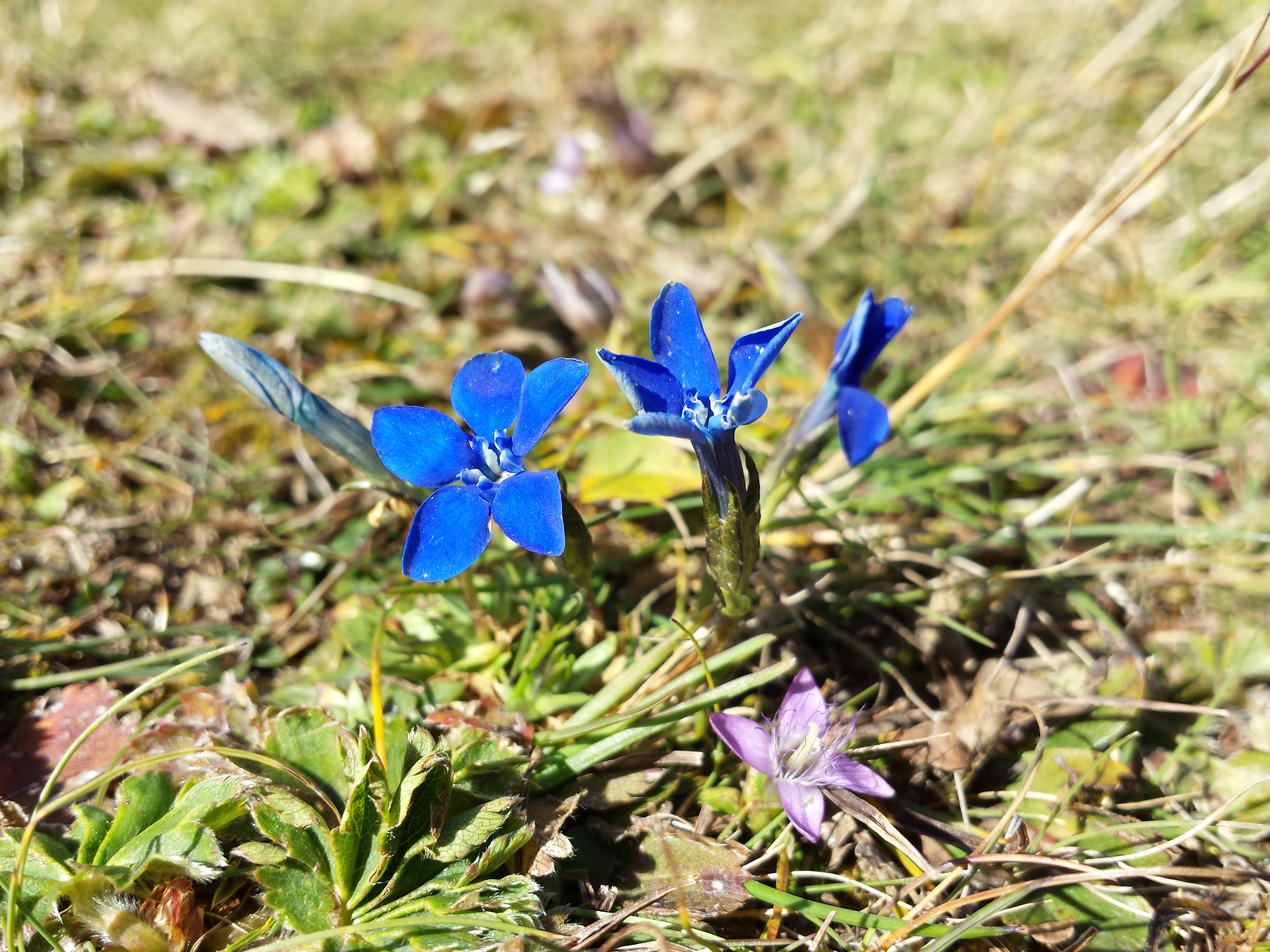 Gentiana pumila sl1