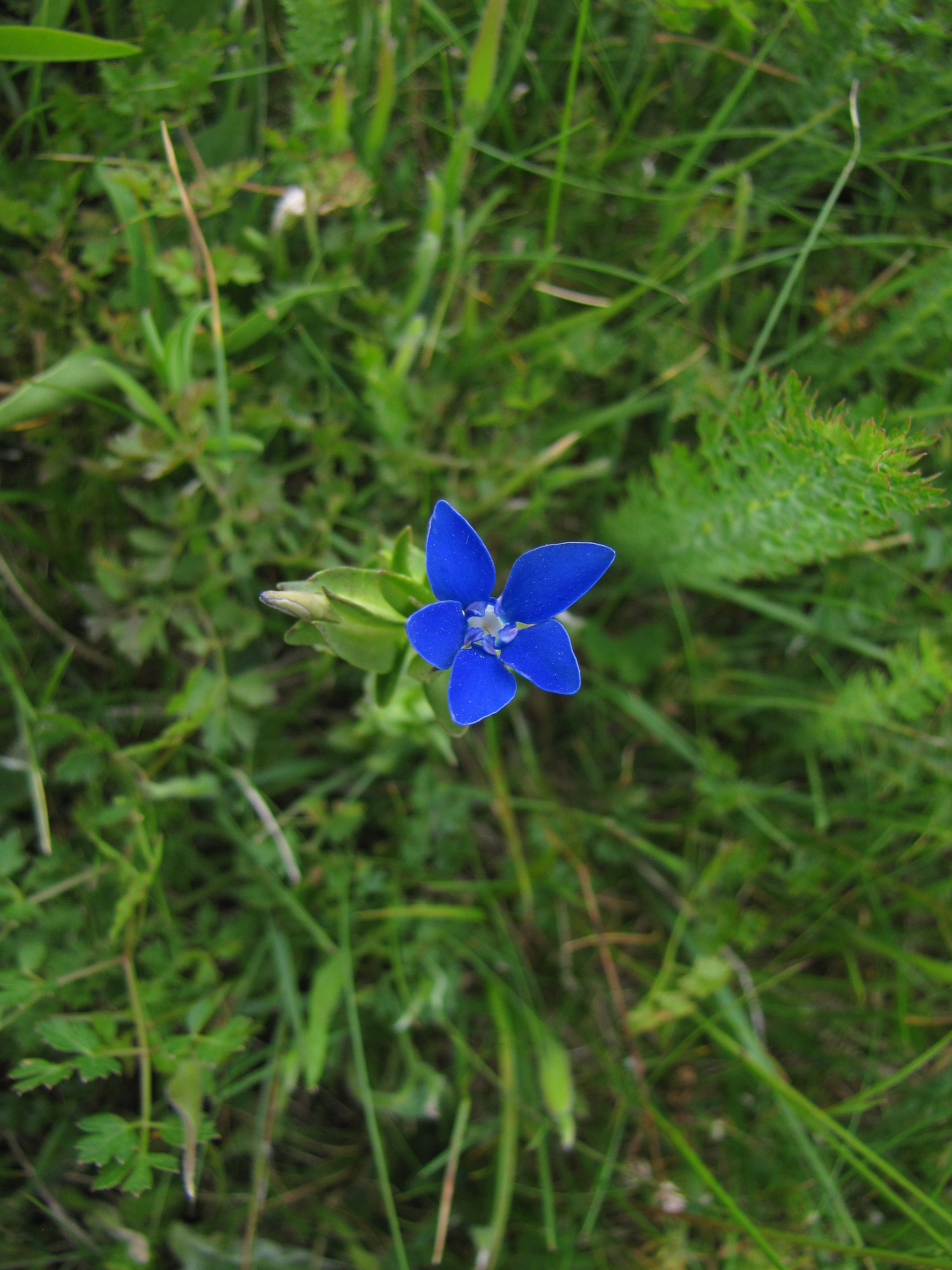 Gentiana utriculosa