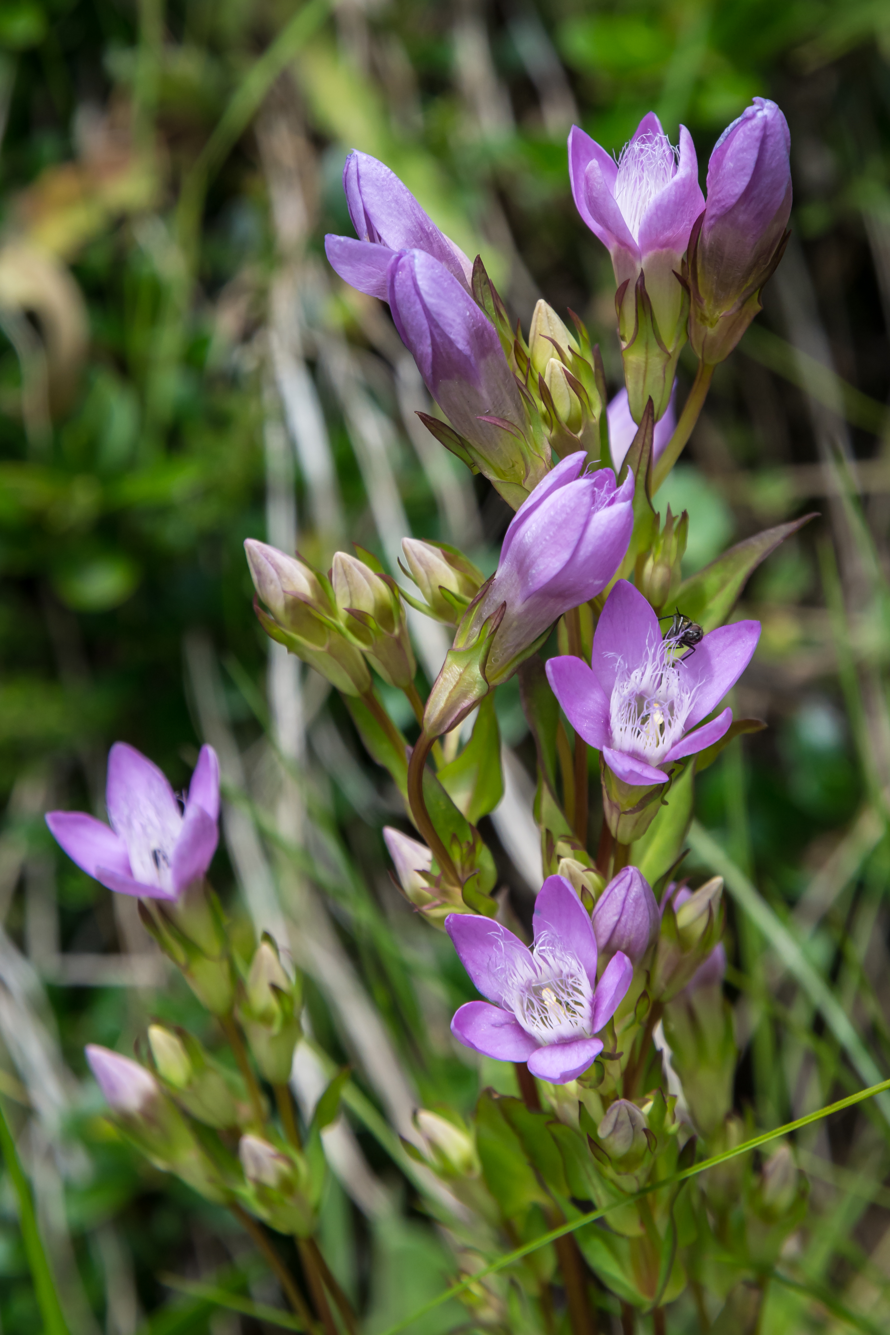 Gentianella austriaca Auernig 20160811