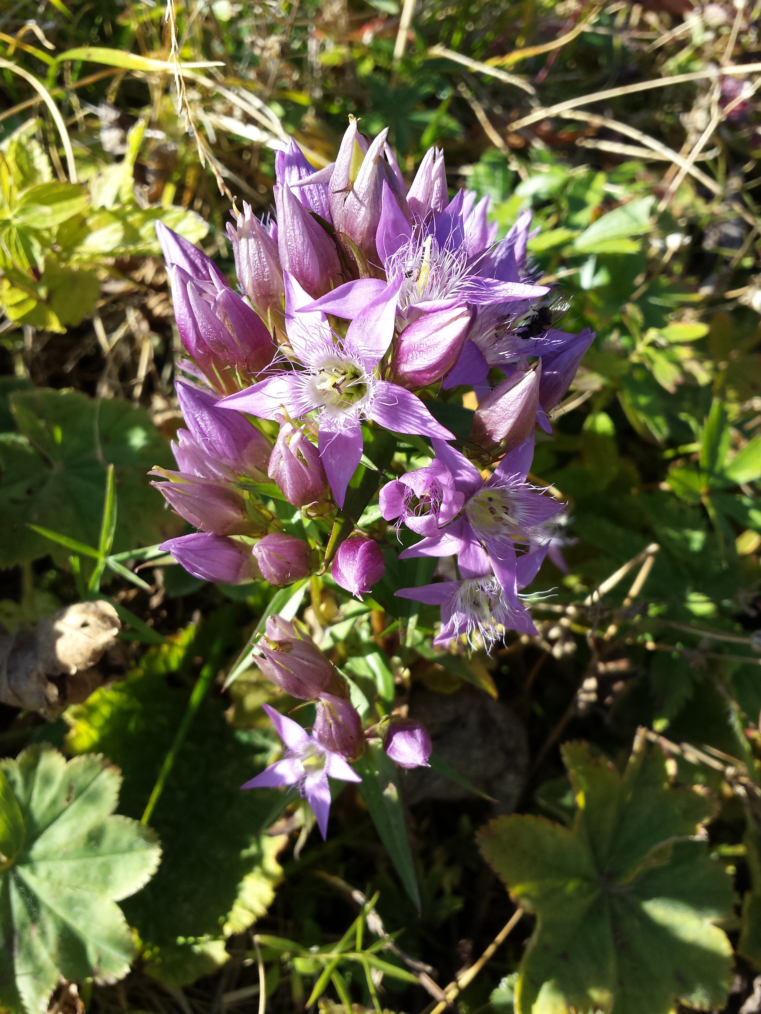 Gentianella austriaca sl1