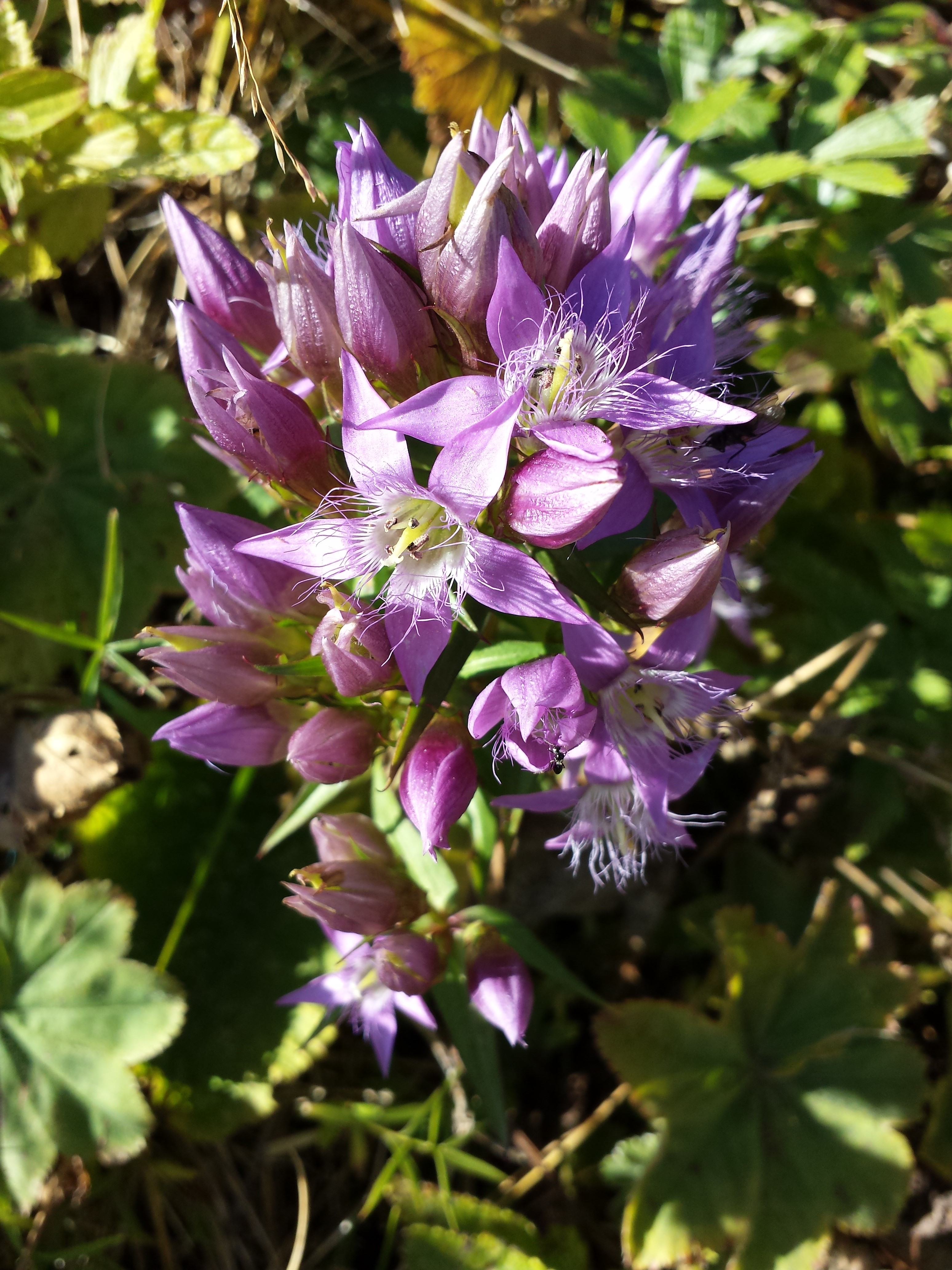 Gentianella austriaca sl2