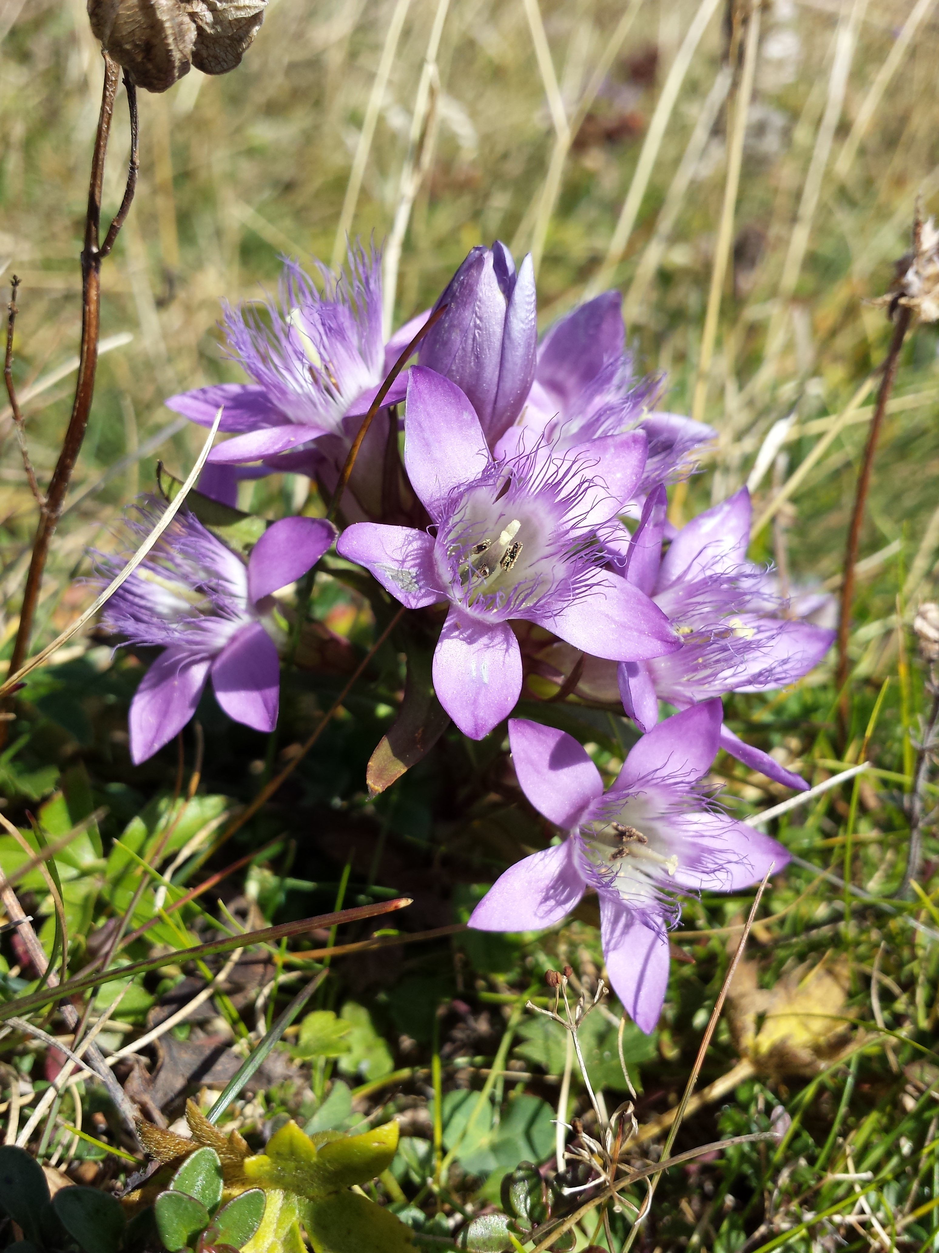 Gentianella austriaca sl3