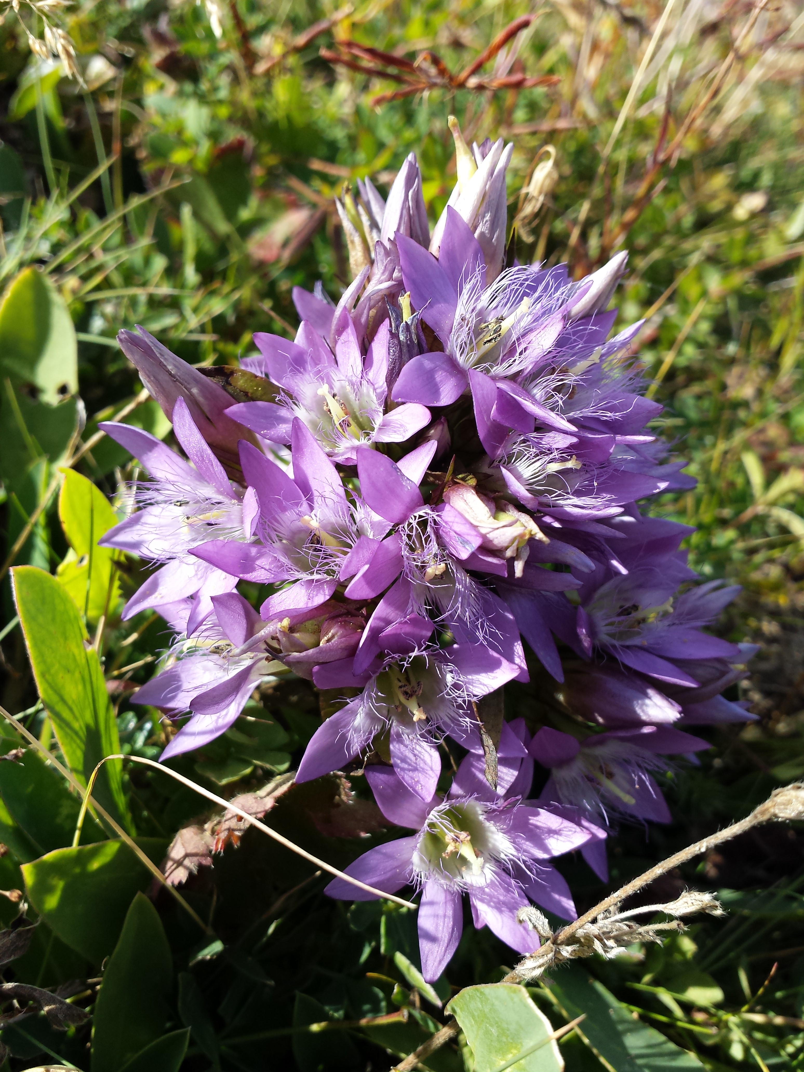 Gentianella austriaca sl5