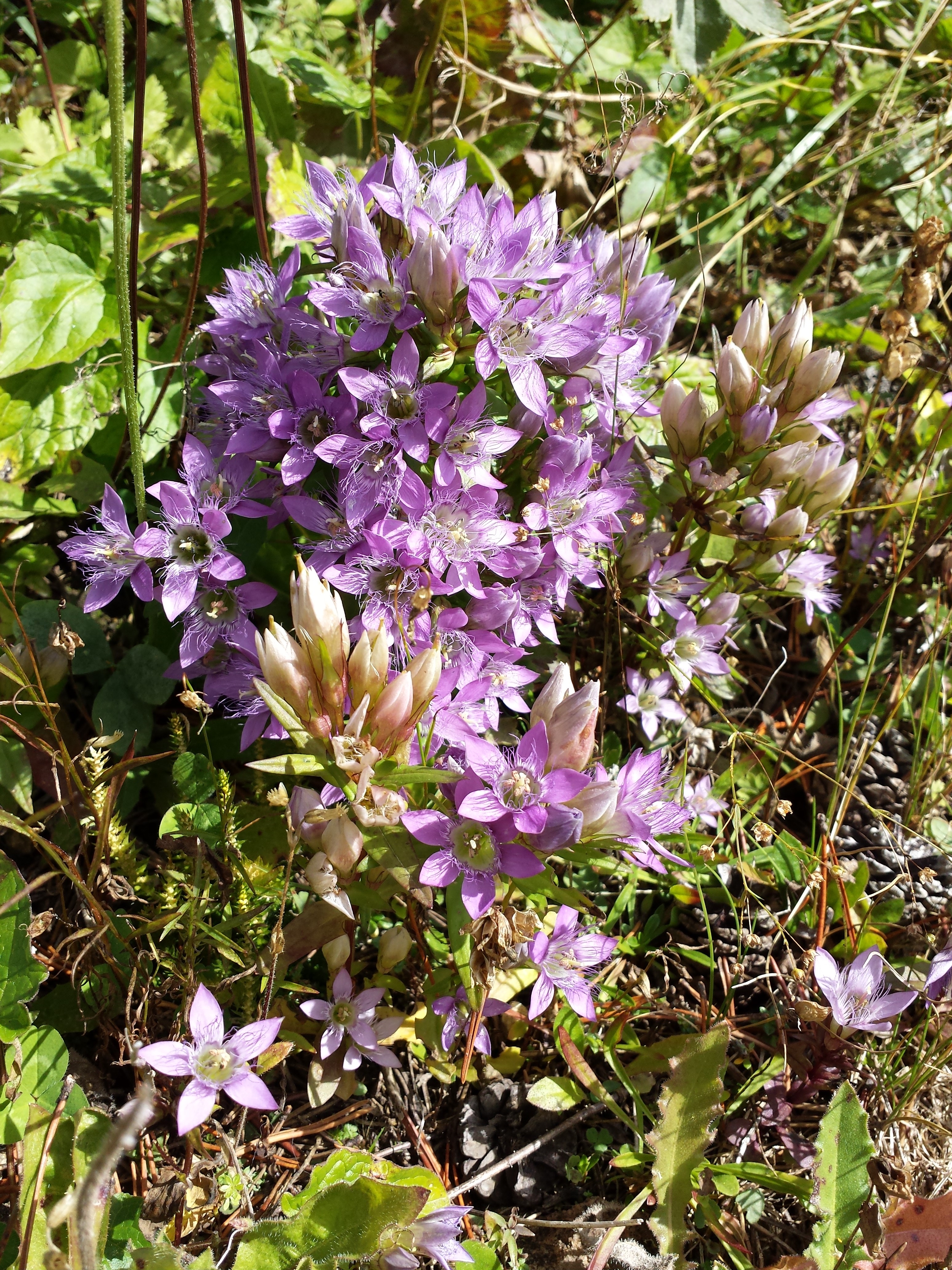 Gentianella austriaca sl6