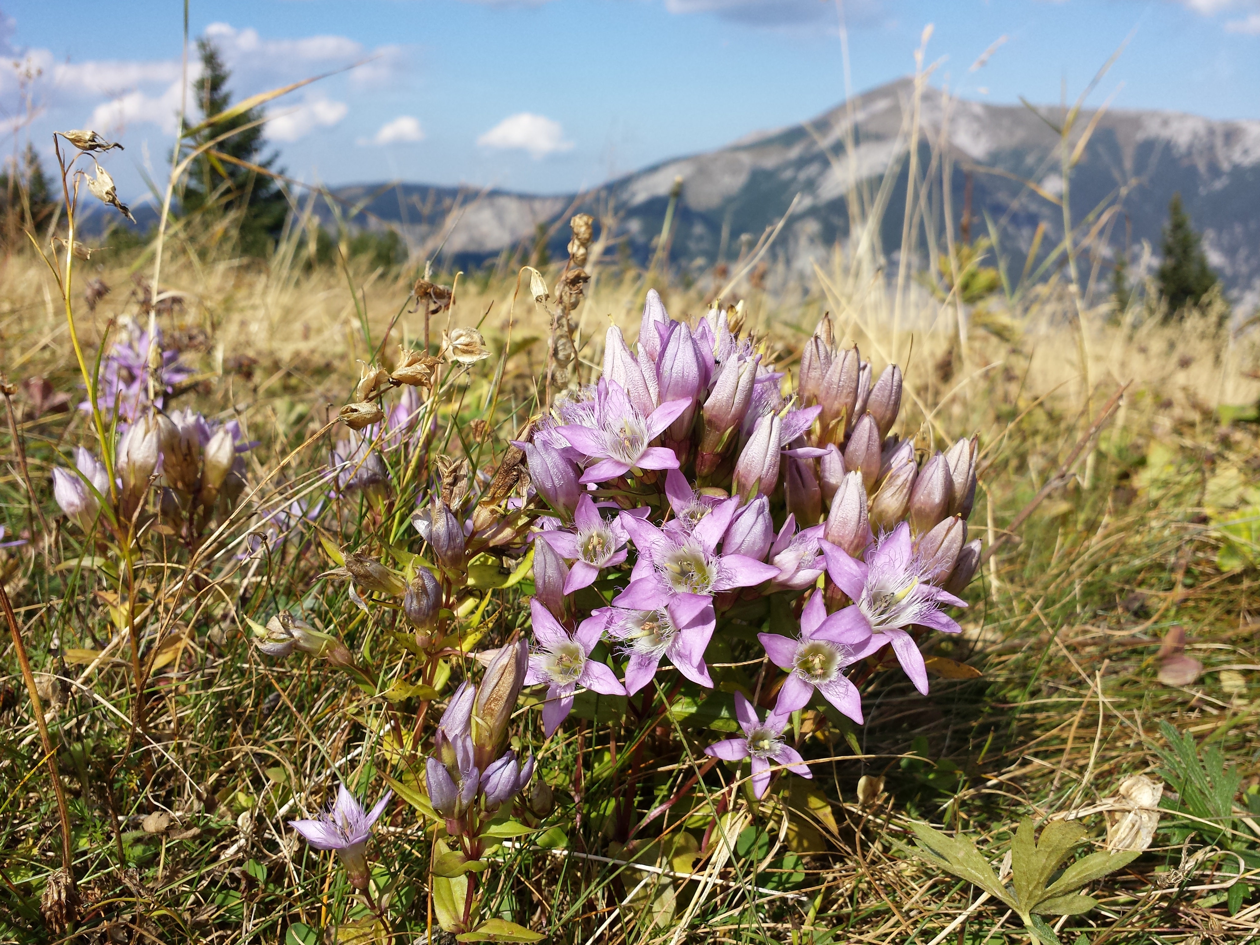 Gentianella austriaca sl8