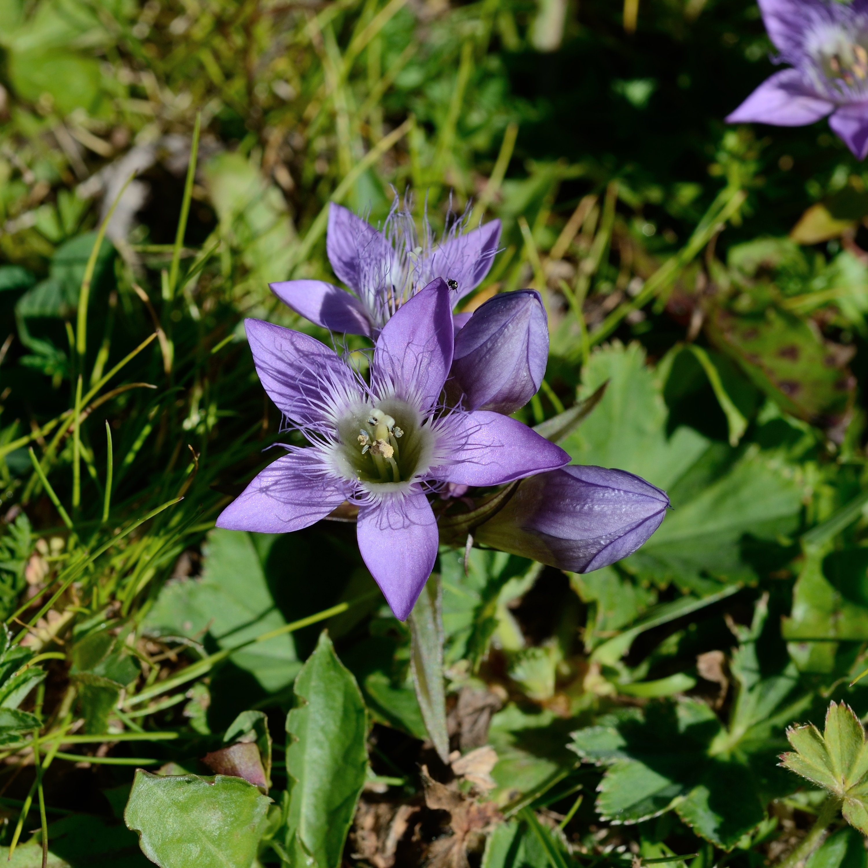 Gentianella germanica-DSC 5044w