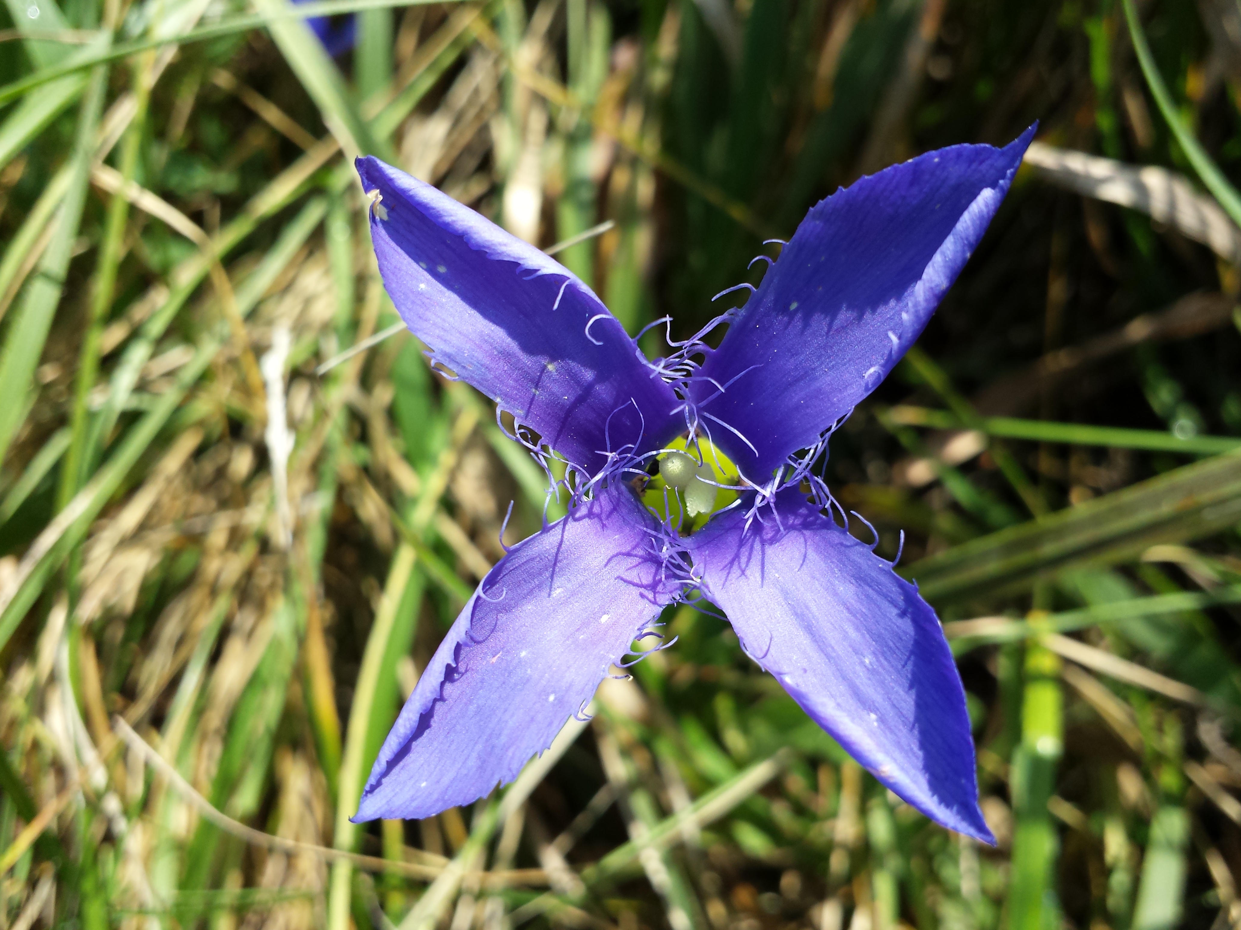 Gentianopsis ciliata sl7