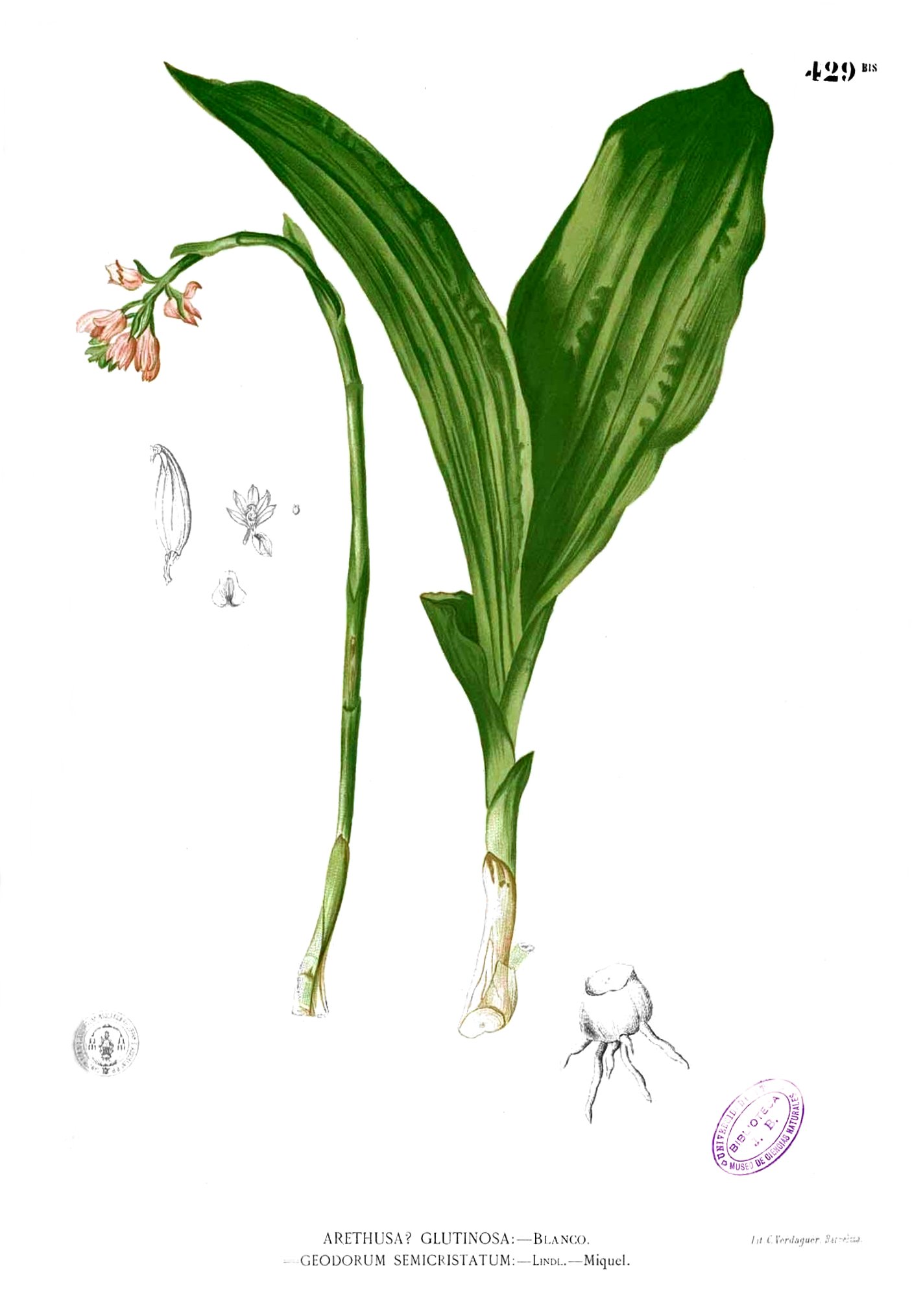 Geodorum densiflorum Blanco2.429b