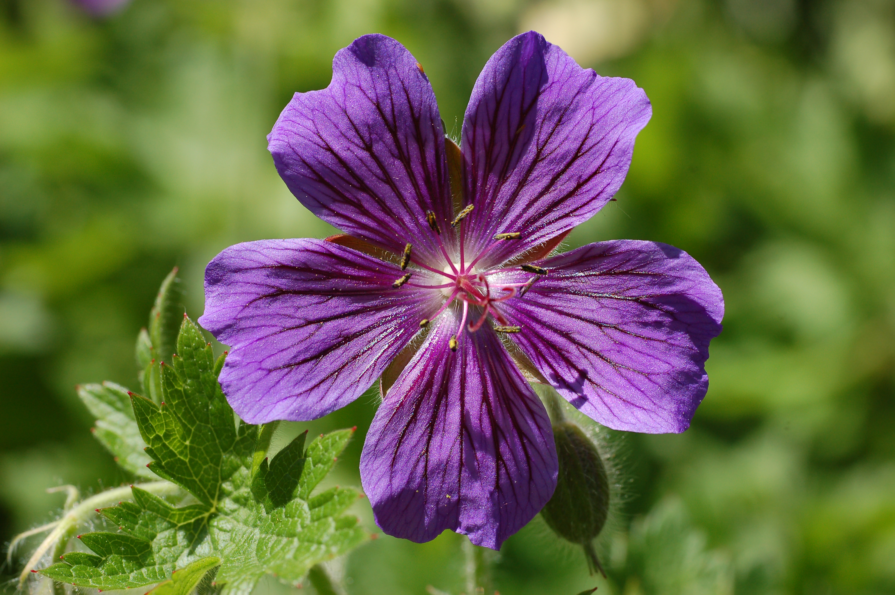 Geranium × magnificum (1990-130-B)