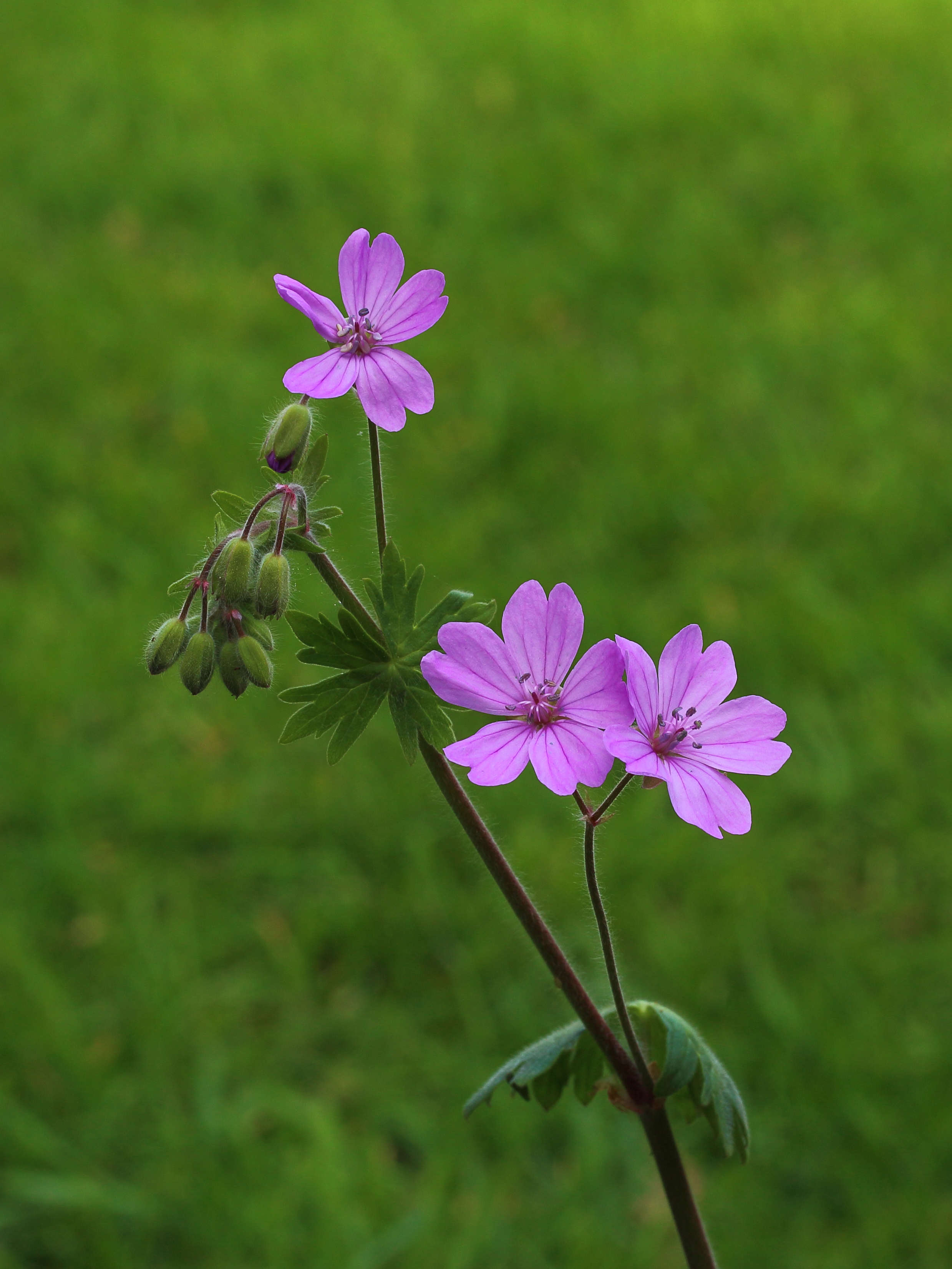 Geranium Brutium 02