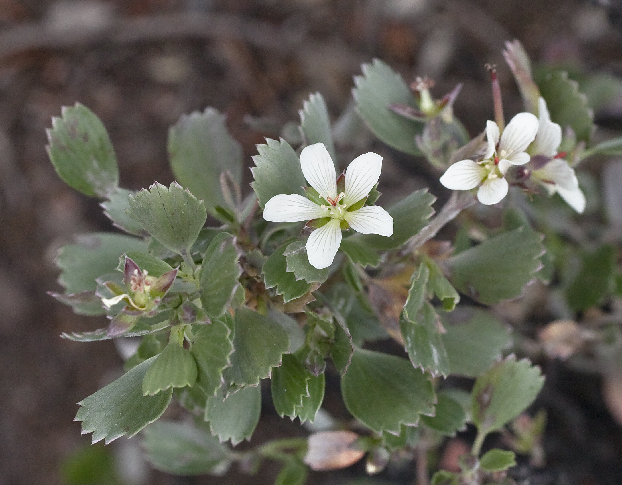 Geranium cuneatum subsp. hololeucum (hinahina) (8407050014)