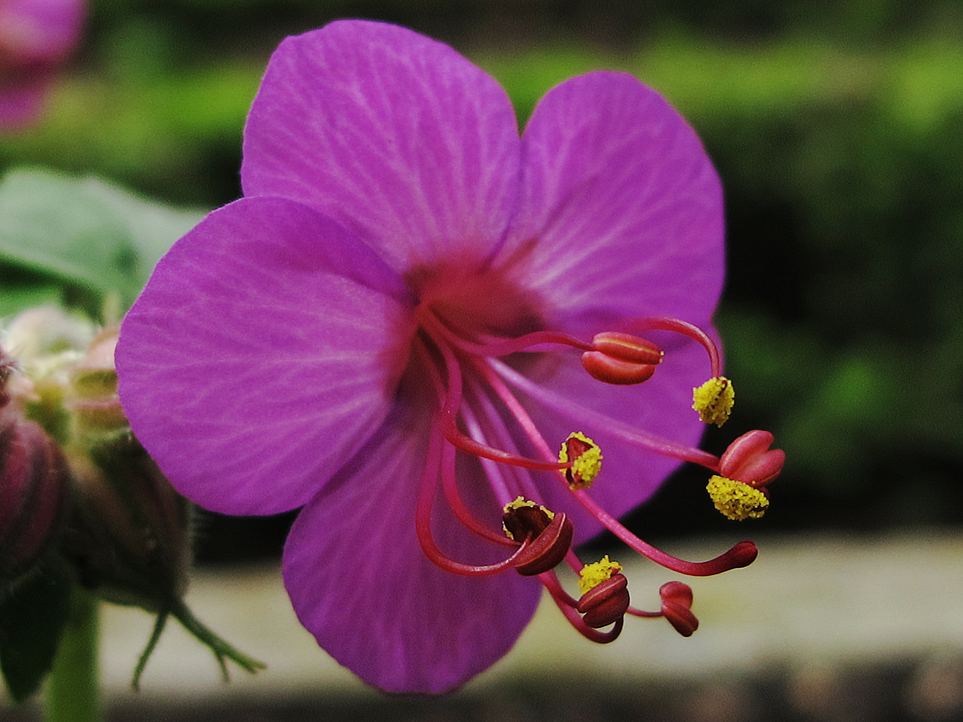 Geranium macrorrhizum (9662707501)