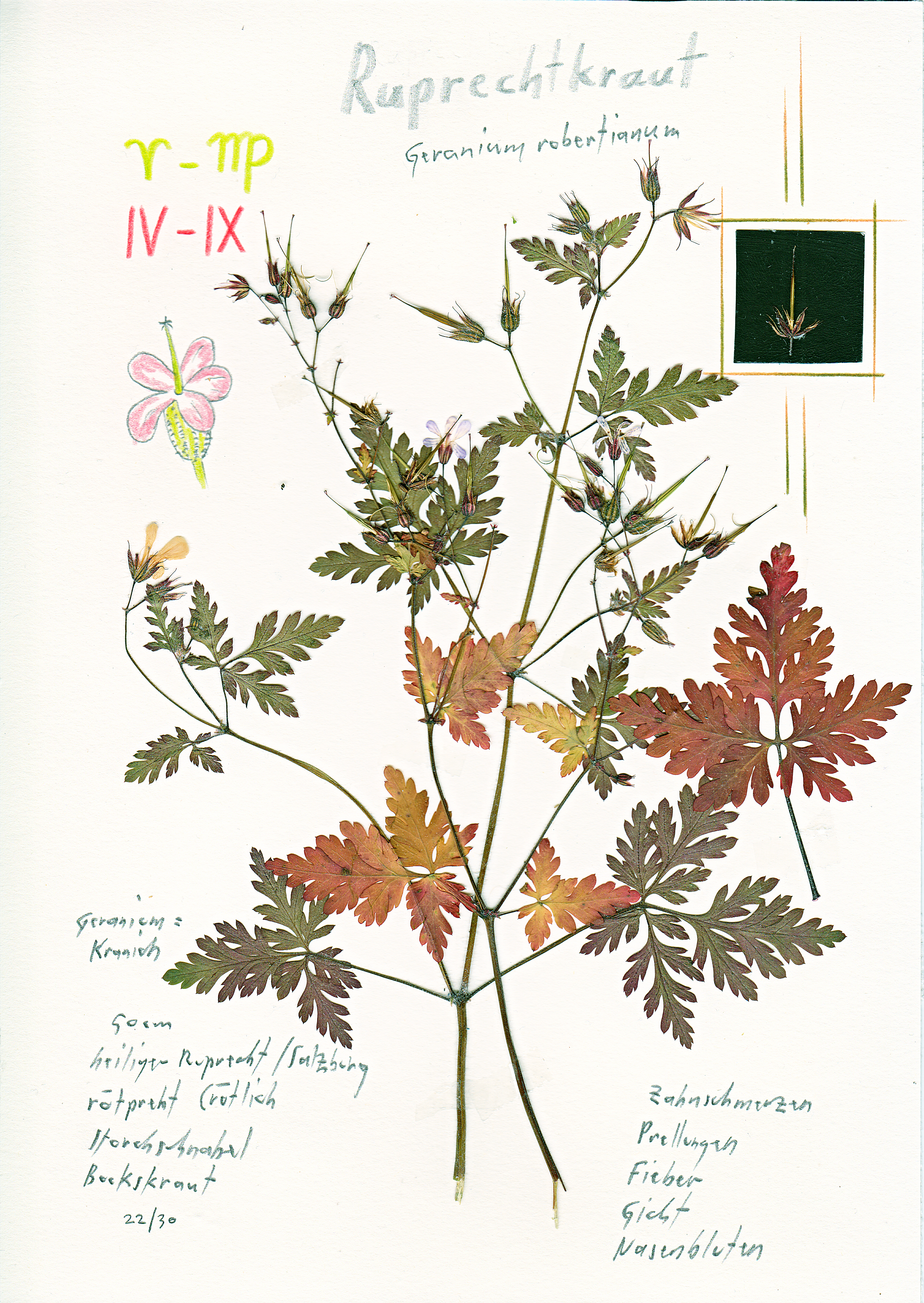 Geranium nach fabris