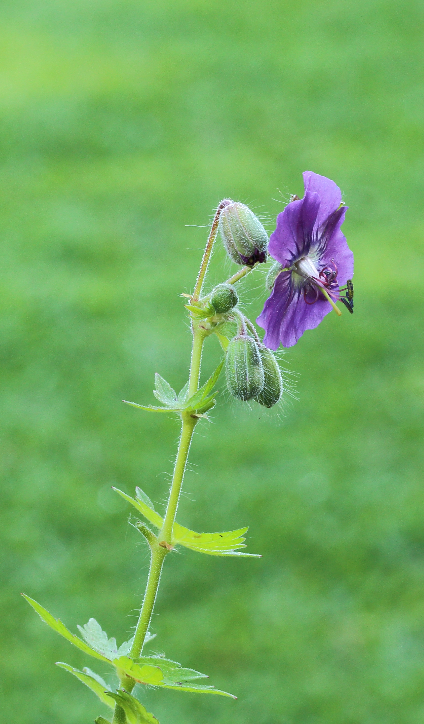 Geranium phaeum 01