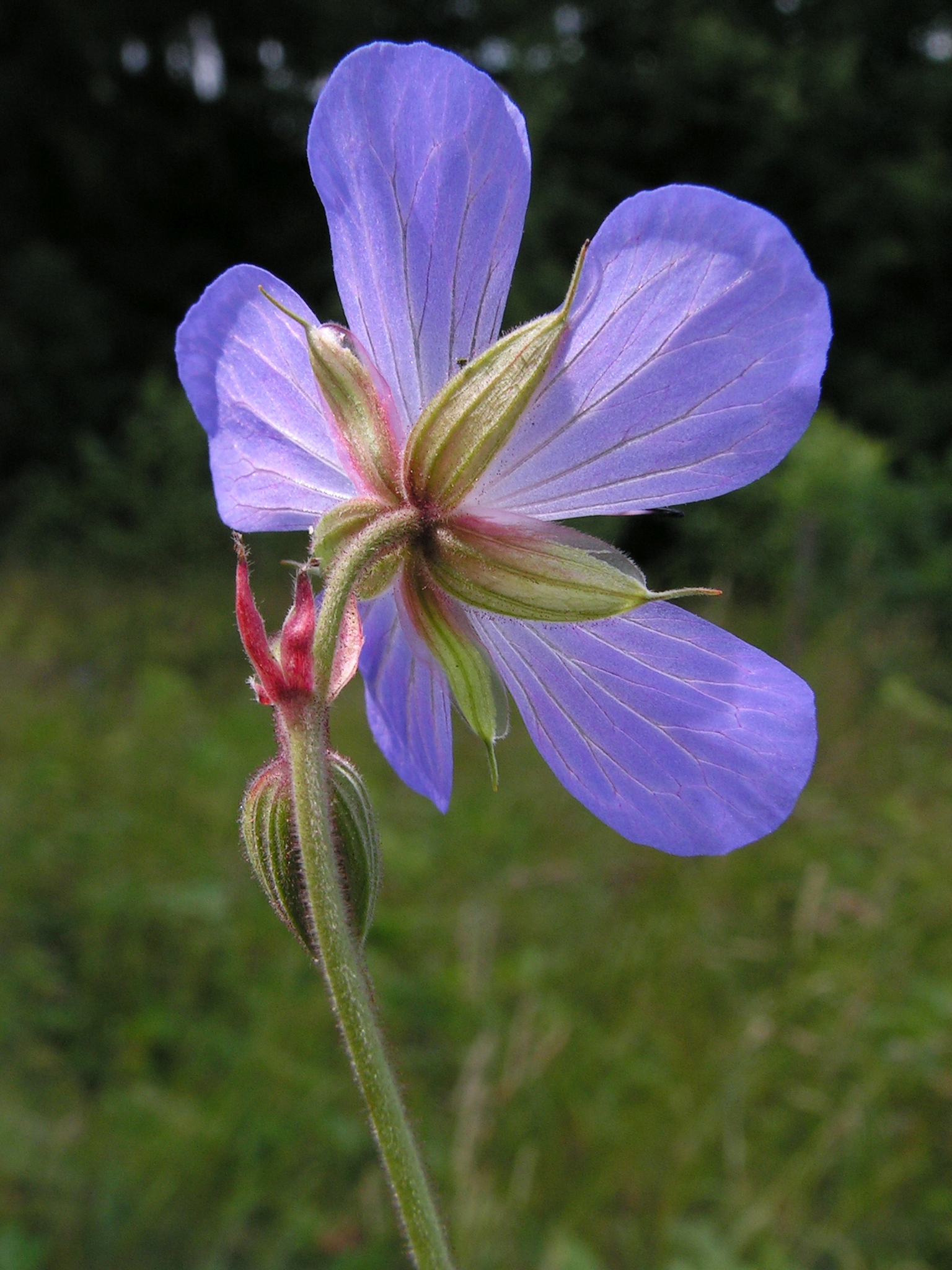 Geranium pratense 20140704 476