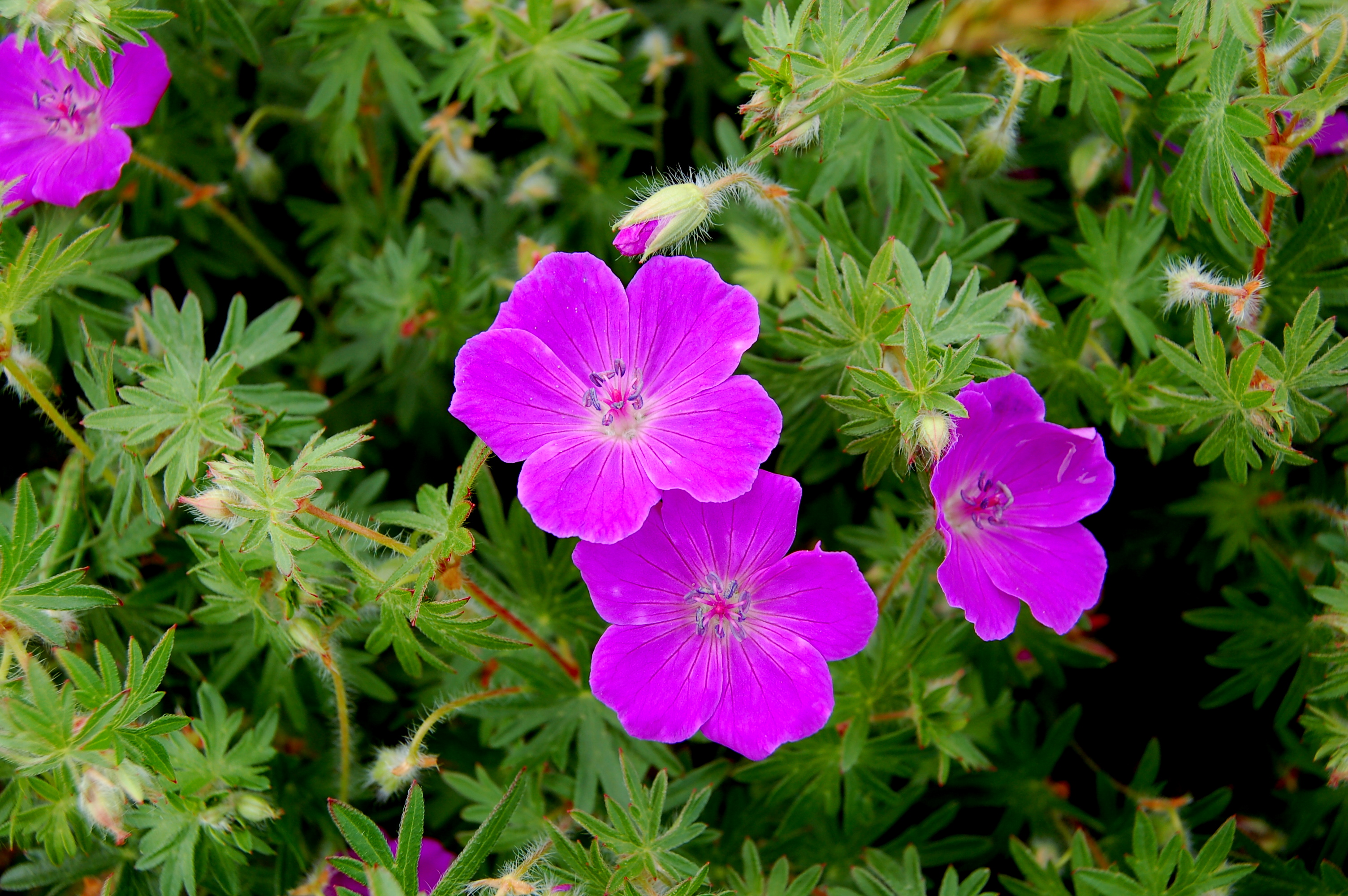 Geranium sanguineum 
