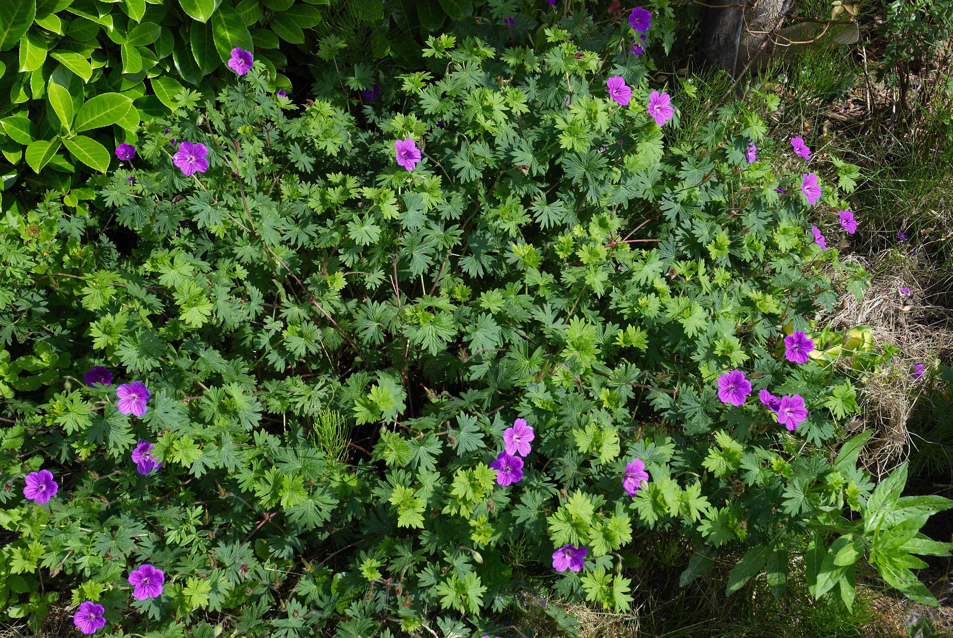 Geranium sanguineum Leeds A