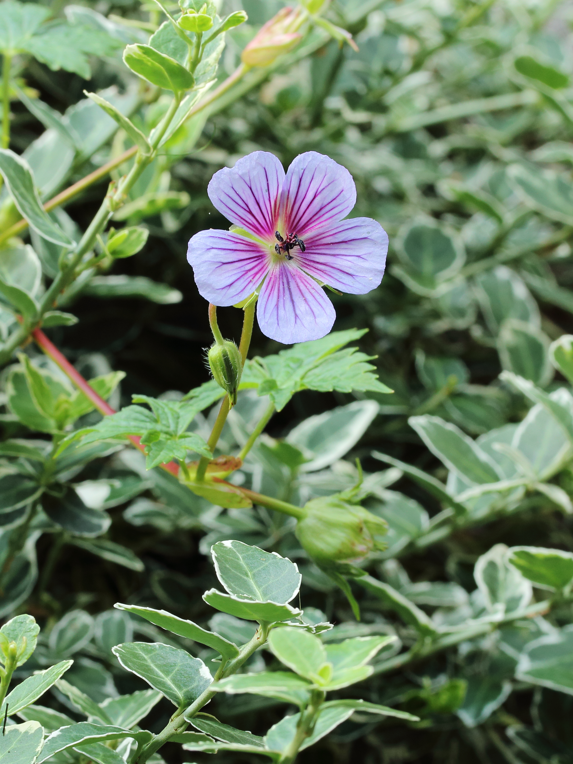 Geranium wallichianum 'Crystal Lake'