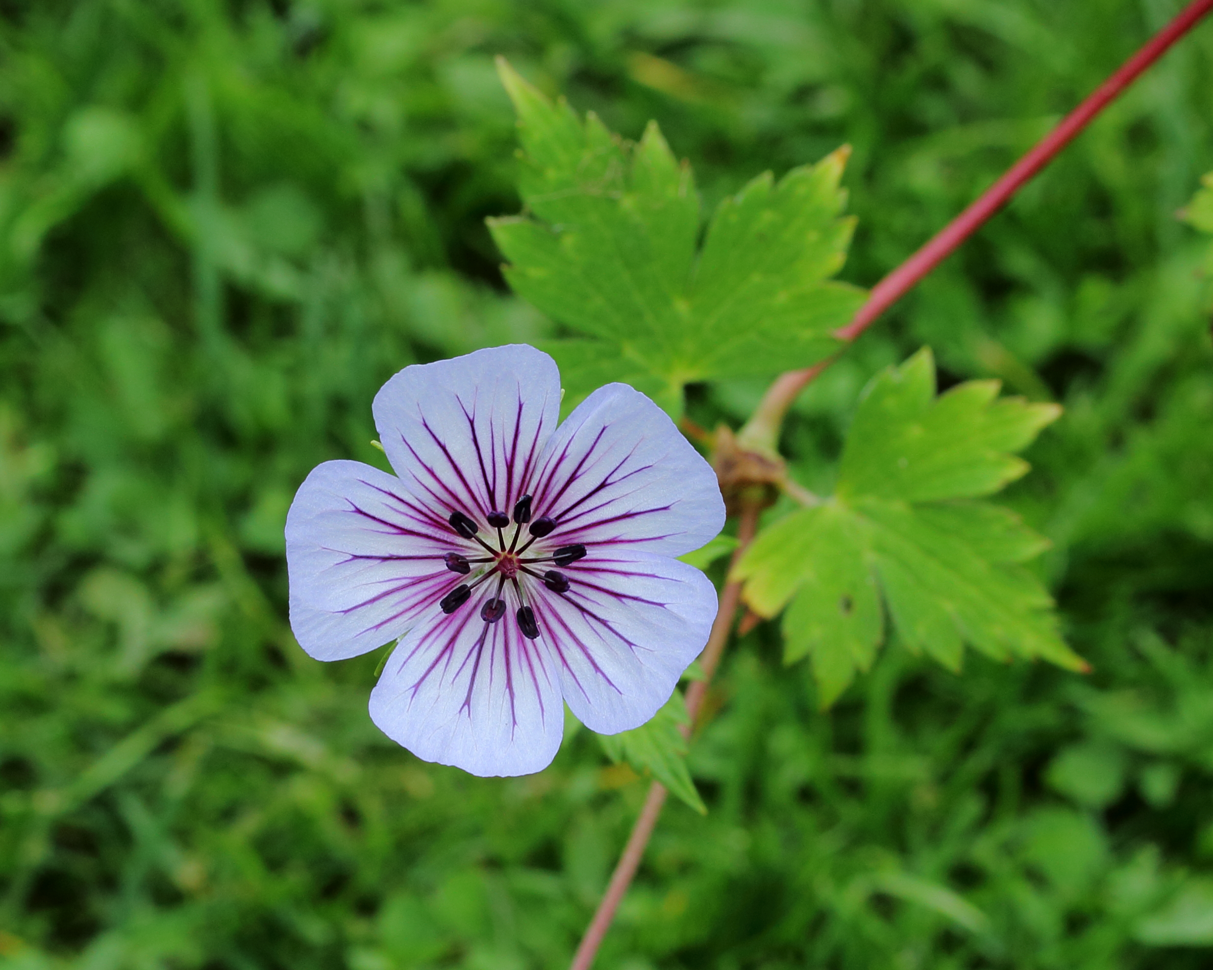 Geranium wallichianum 'Crystal Lake' 04