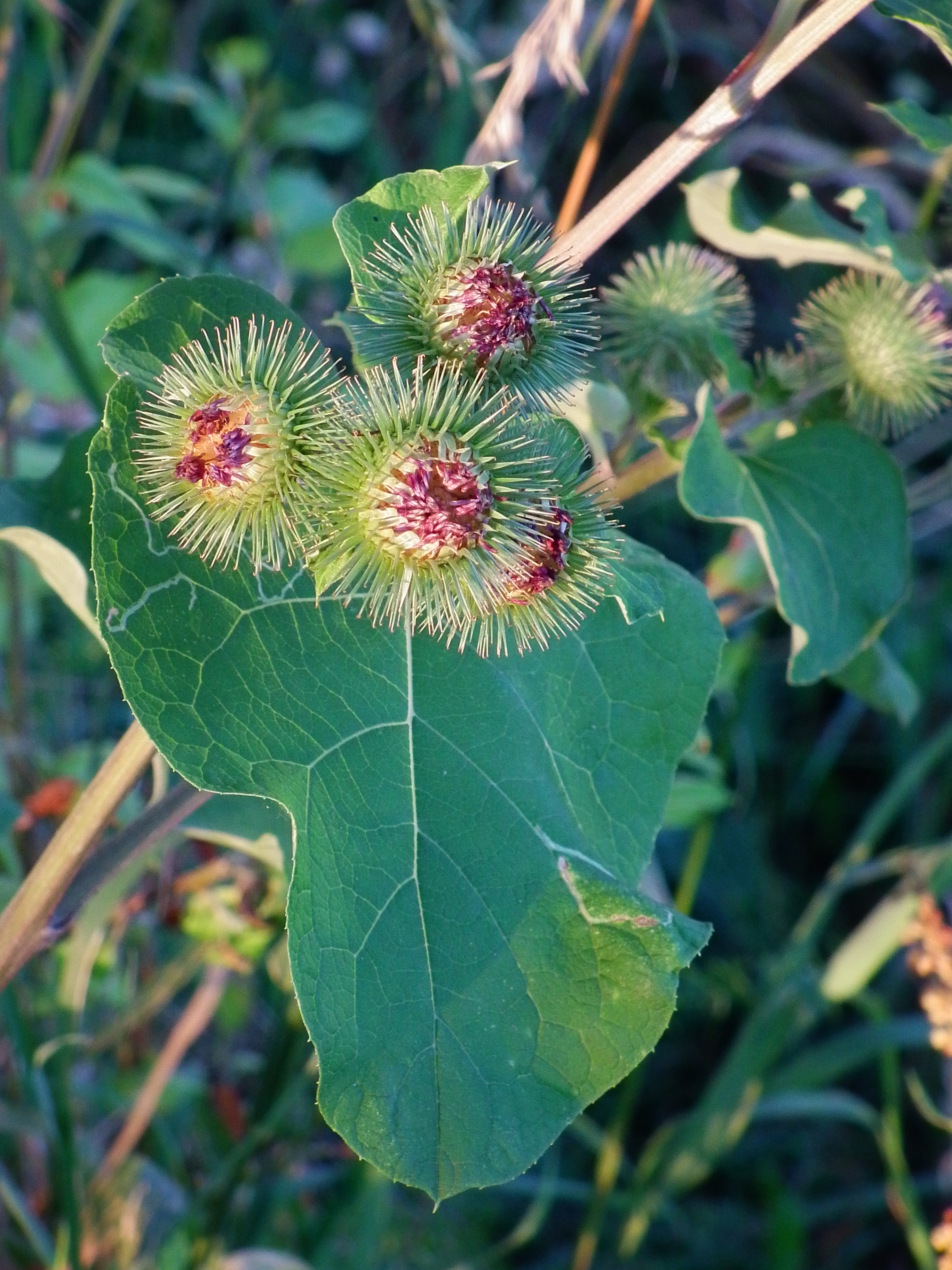 Geschlossene Blütenknospen