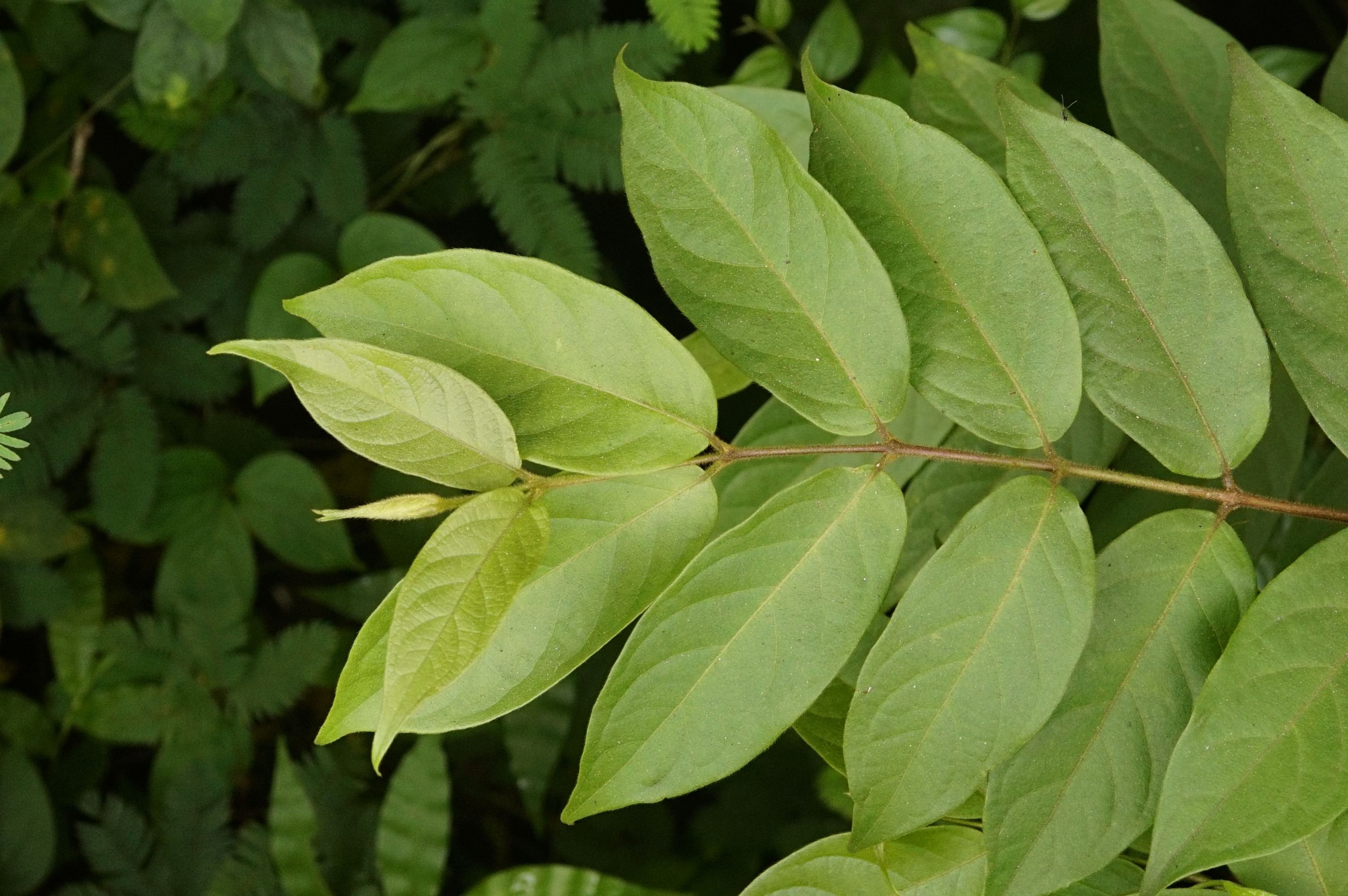 Getonia floribunda 2602