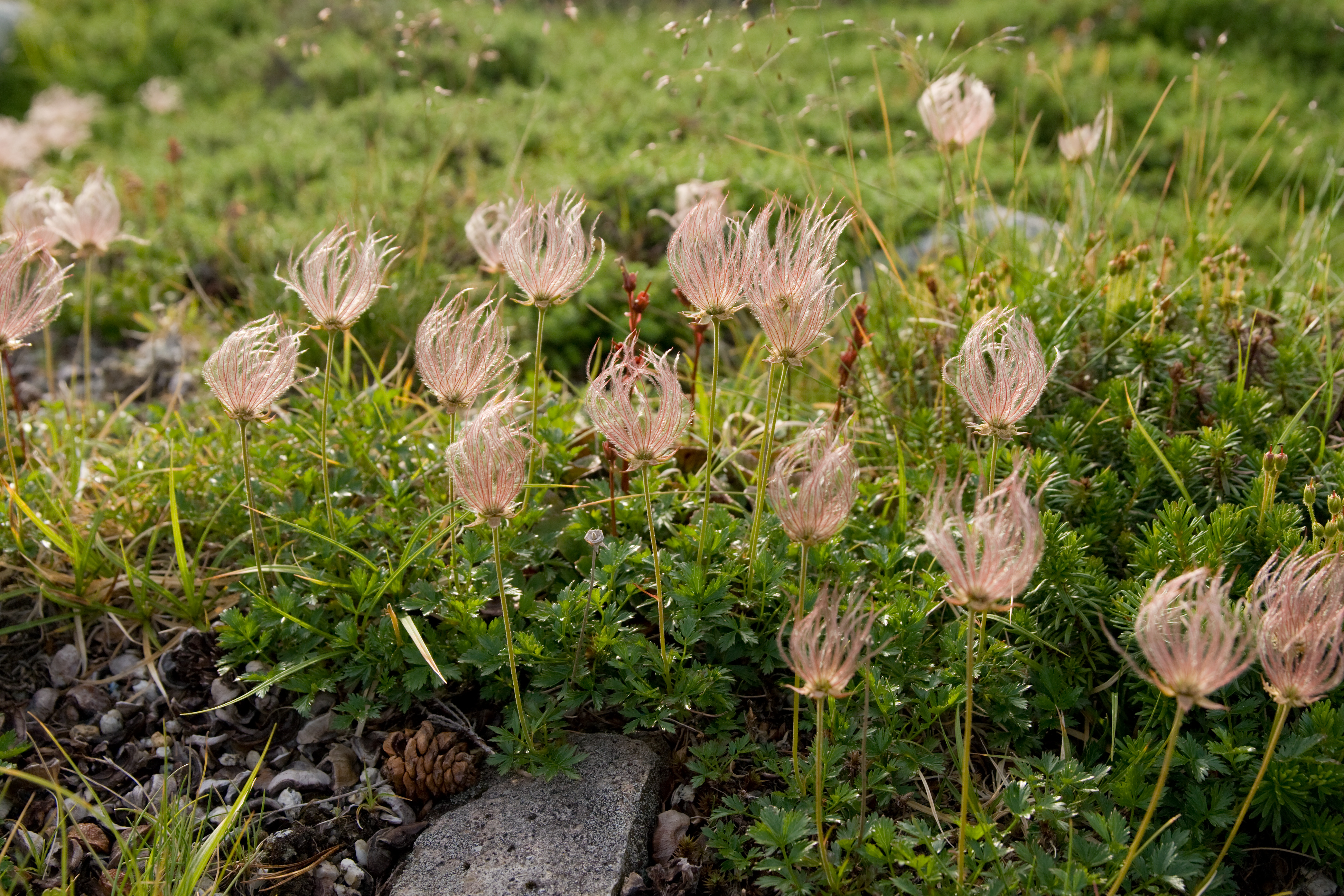 Geum pentapetalum 10