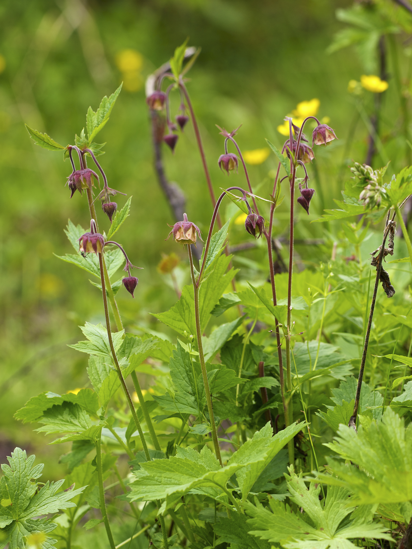 Geum rivale LC0328