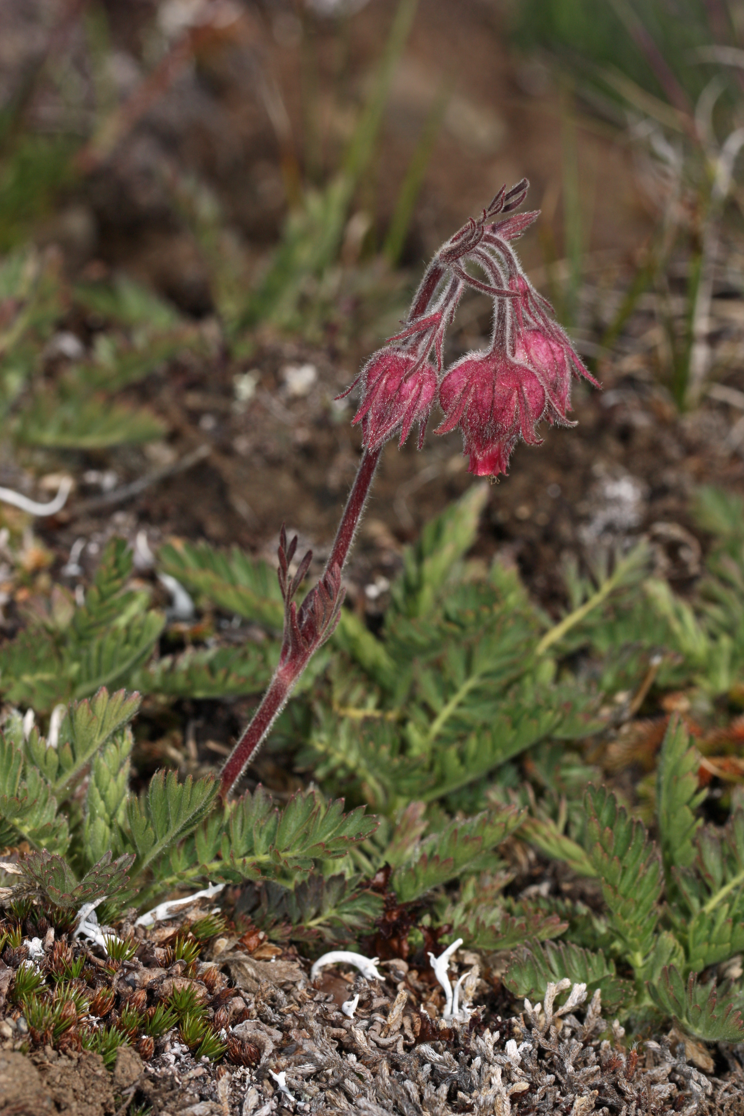 Geum triflorum 4879
