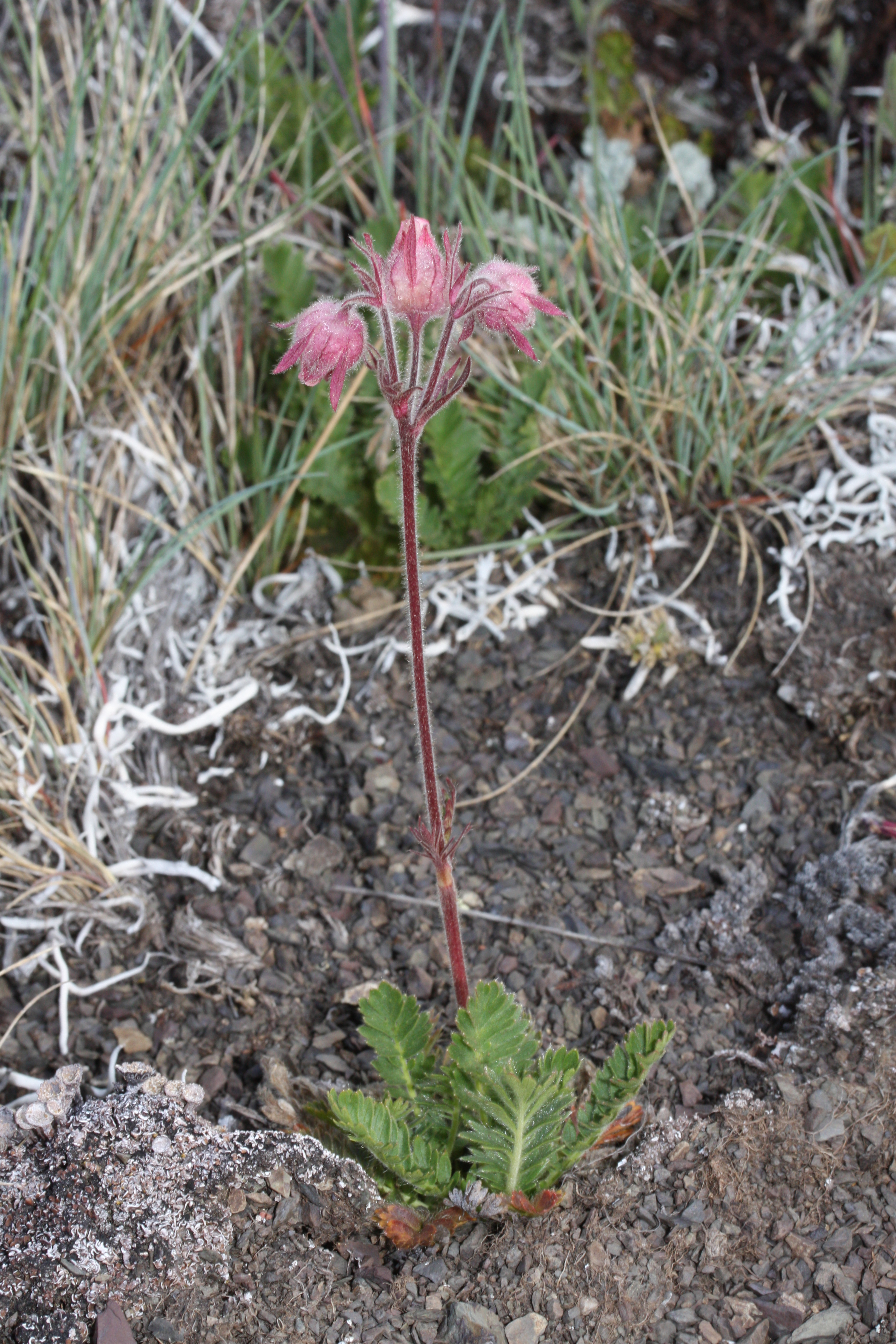 Geum triflorum 5721