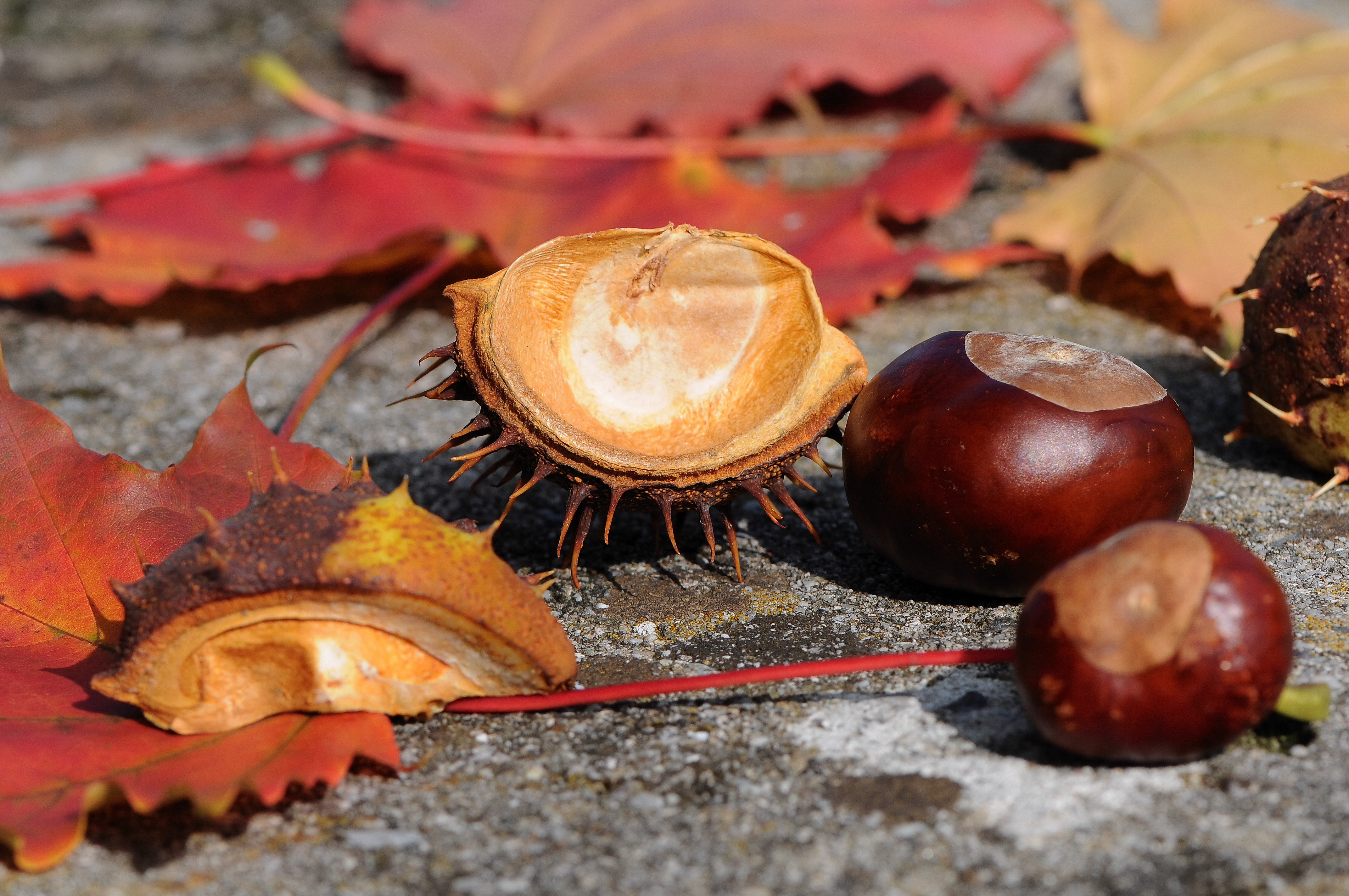 Gewöhnliche Rosskastanie, Aesculus hippocastanum 01