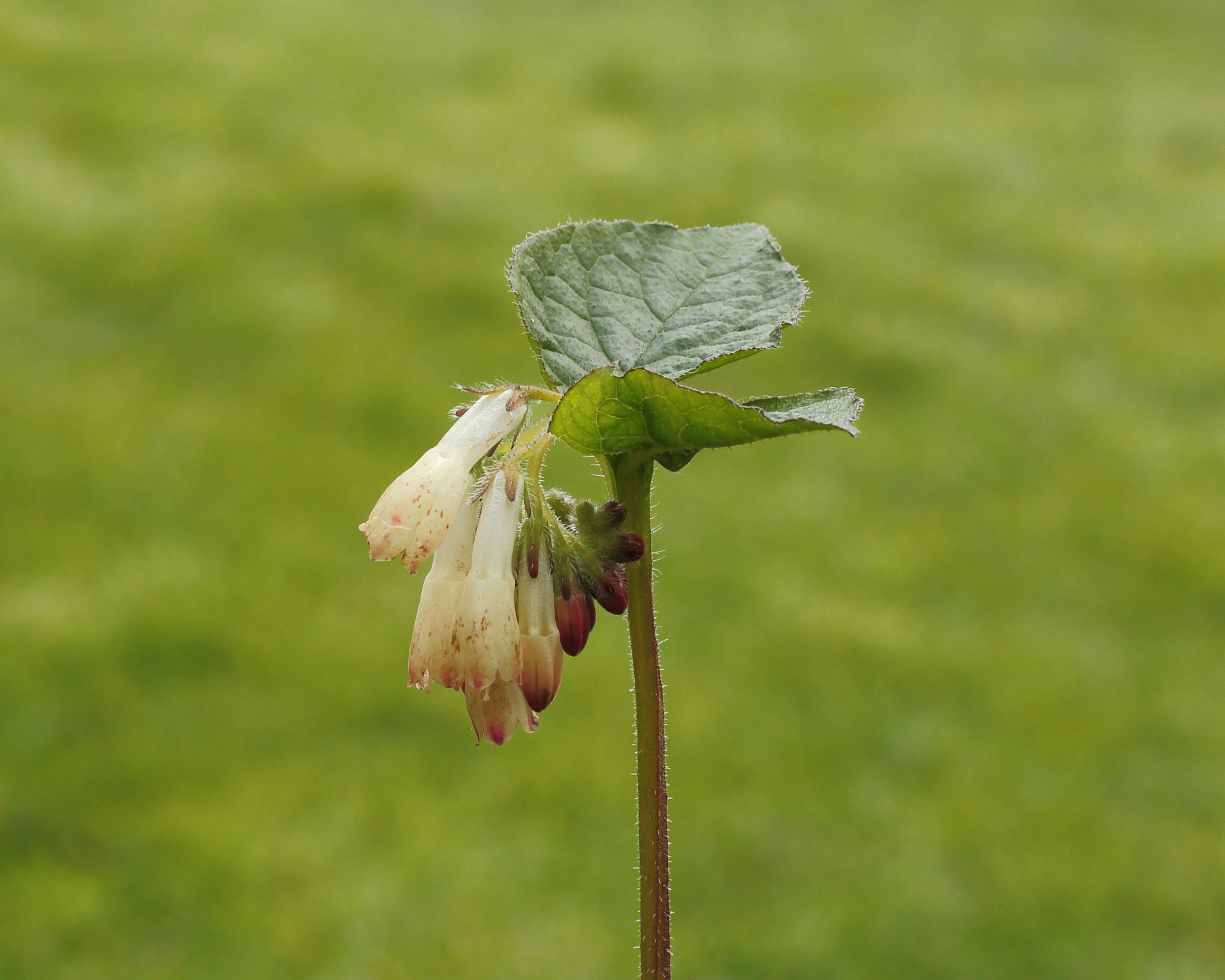 Gewone smeerwortel (Symphytum officinale) 05