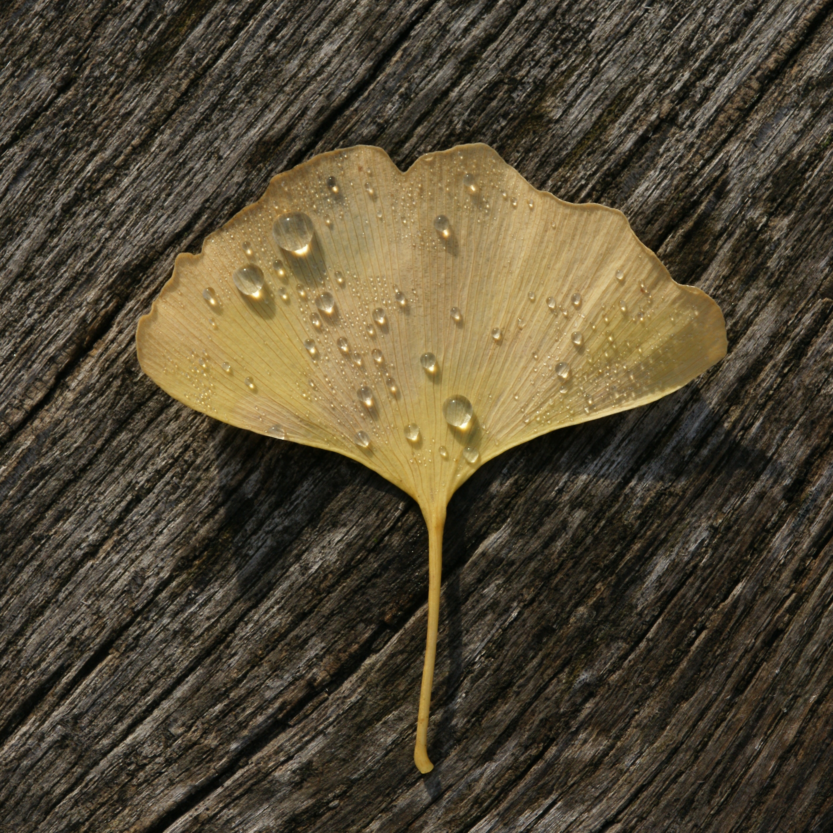 Ginkgo biloba Fächerblattbaum 07