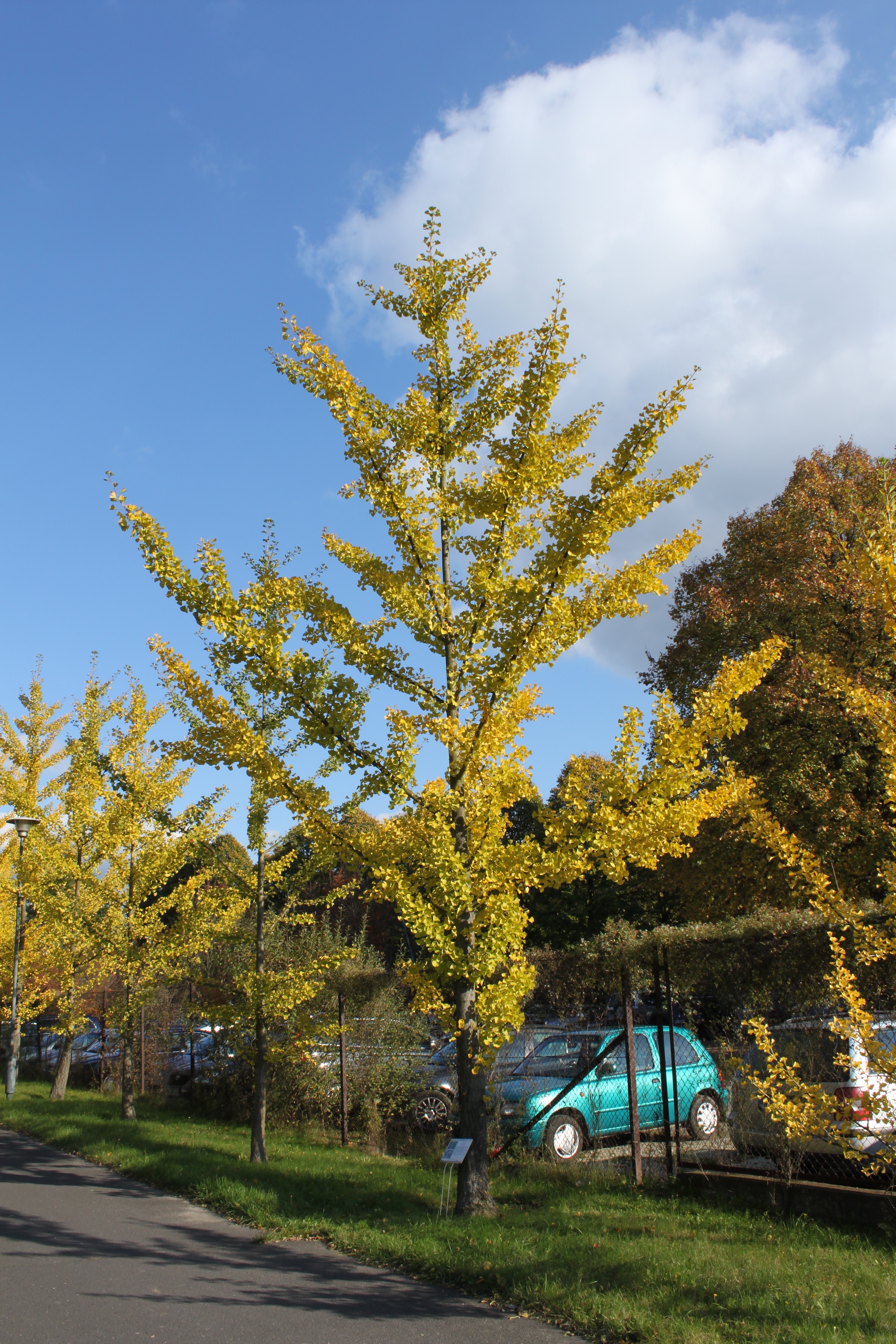 Ginkgo biloba PAN 5