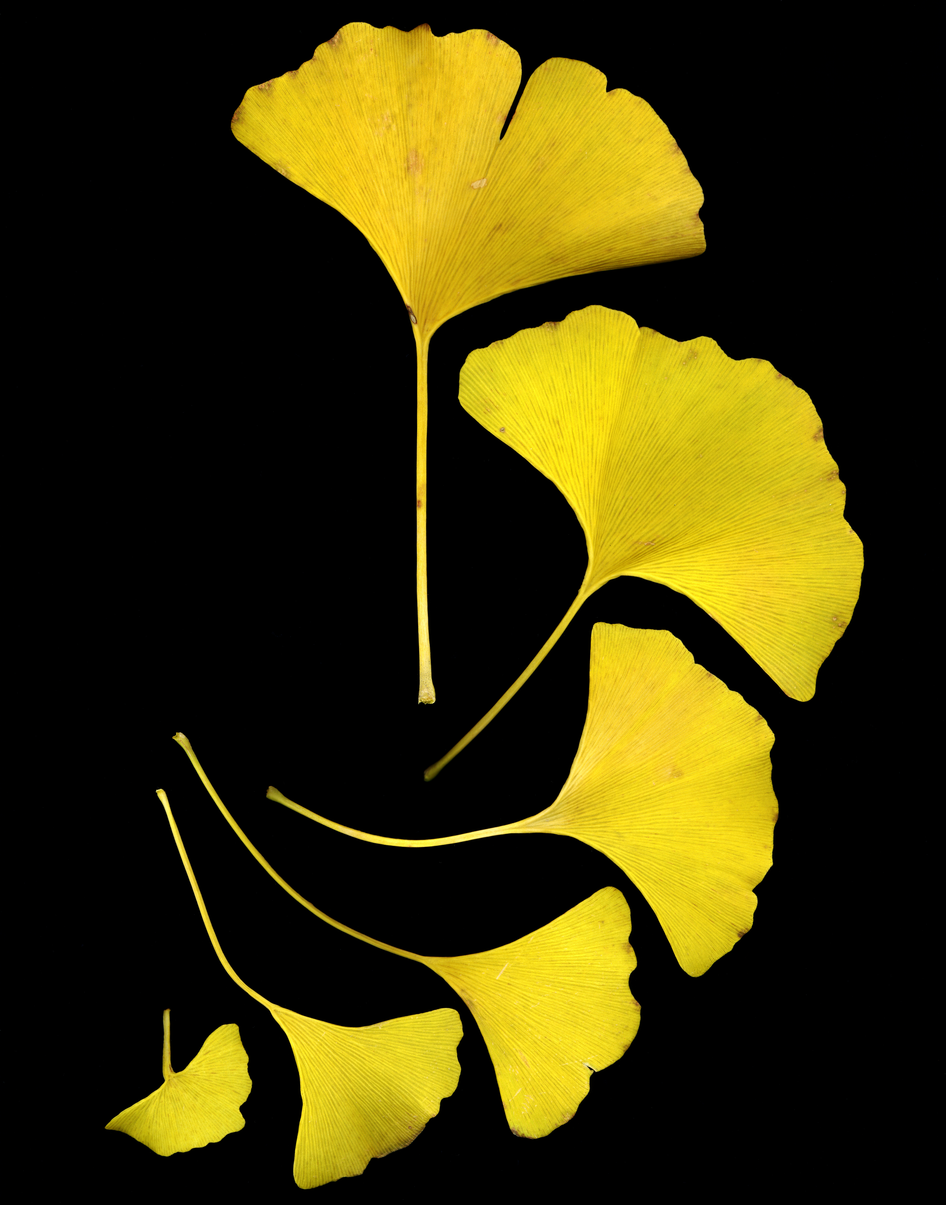 GinkgoLeaves