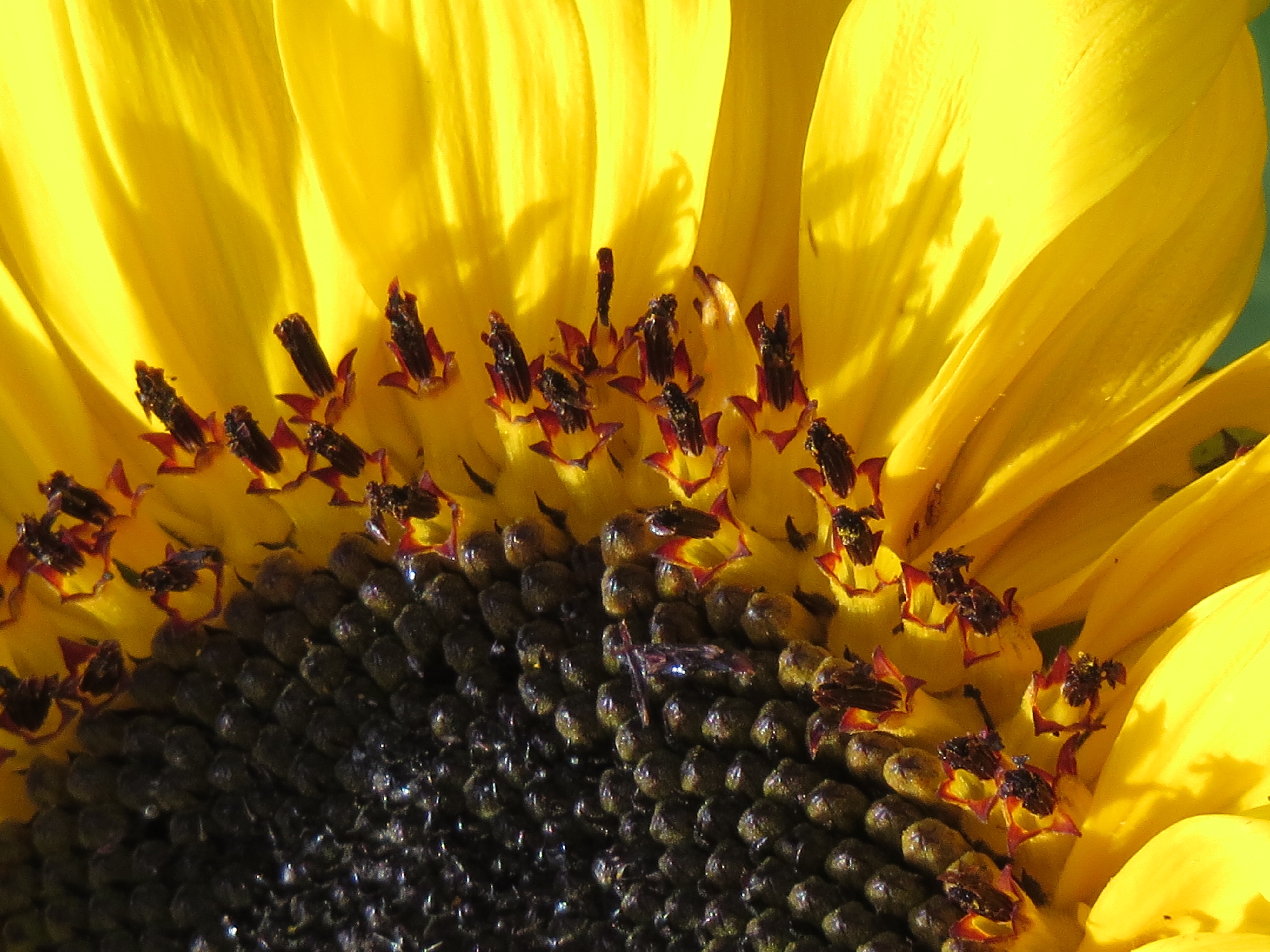 Girasol (Helianthus annuus) - Flickr - Alejandro Bayer (1)