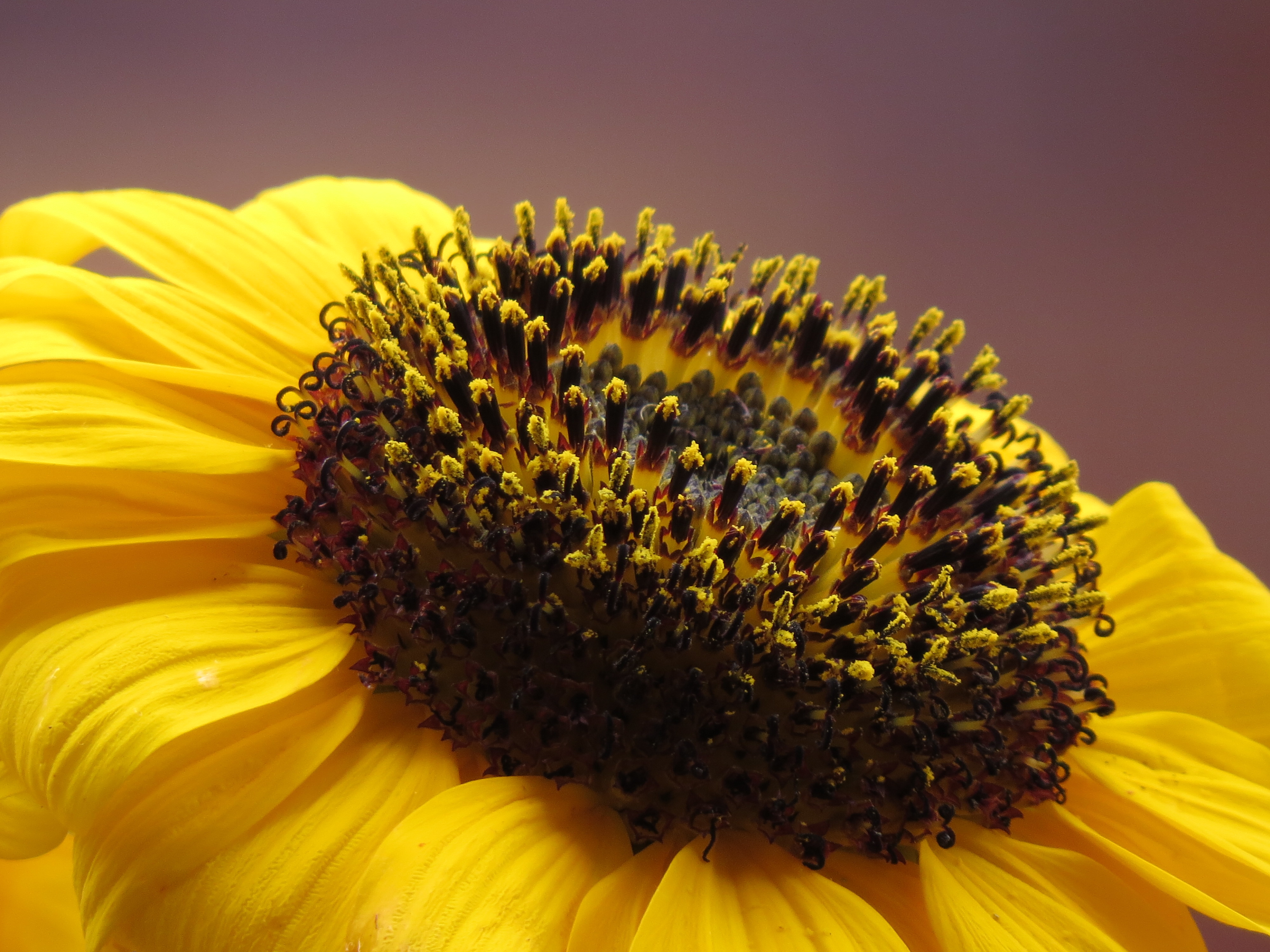Girasol (Helianthus annuus) - Flickr - Alejandro Bayer (3)